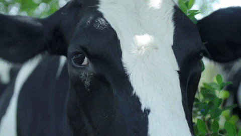 GIF of cows at Farm Sanctuary