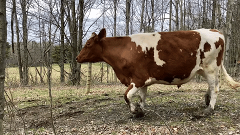 cows running in slow motion at Farm Sanctuary