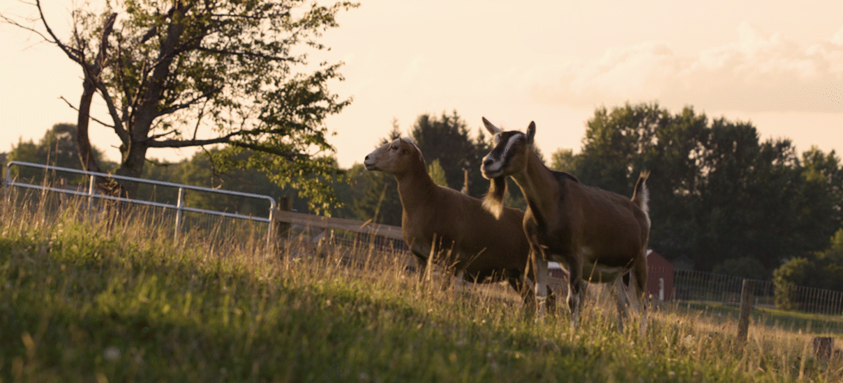 Goats walking uphill at Farm Sanctuary