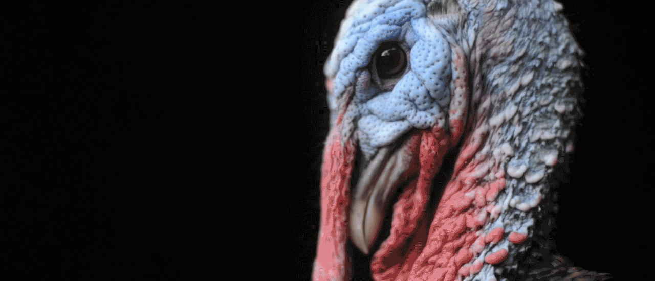 GIF of Hank Williams turkey at Farm Sanctuary.