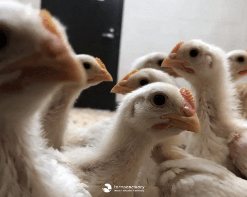 A group of curious baby chicks at Farm Sanctuary