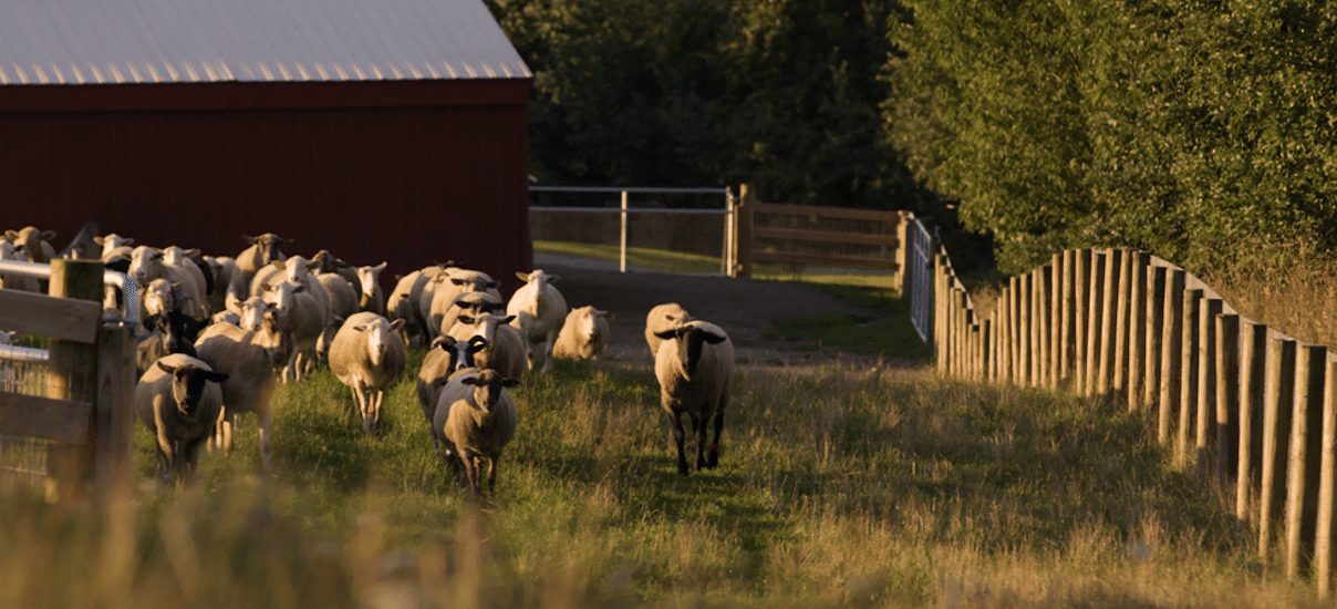Sheep walking at Farm Sanctuary