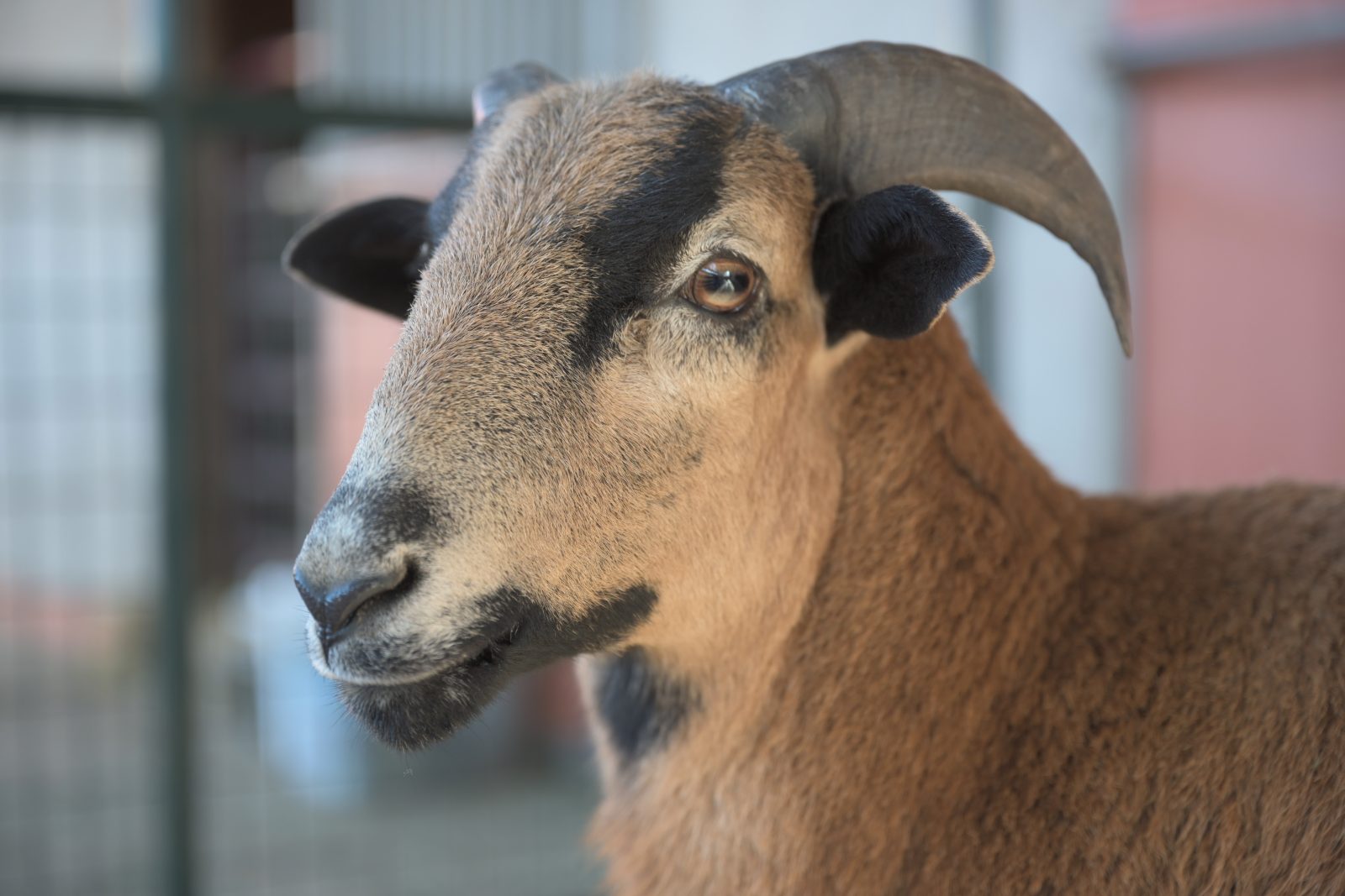 Boots sheep at Farm Sanctuary