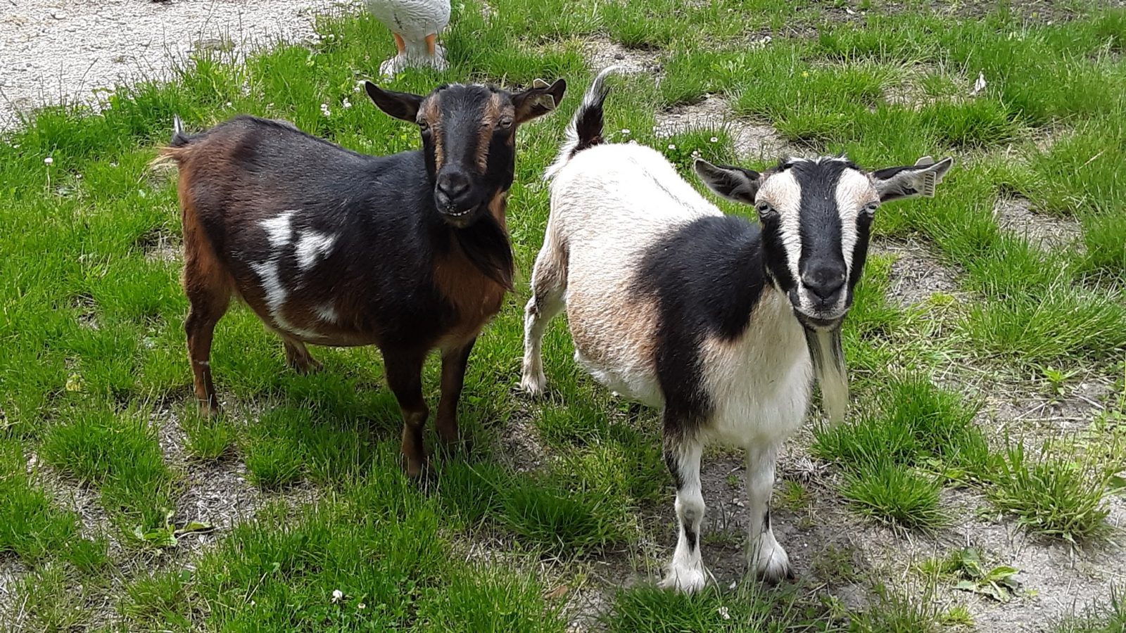 Chocolate and Vanilla goats at their new home