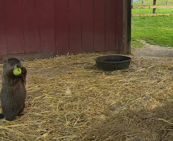 Groundhog eating an apple at Farm Sanctuary