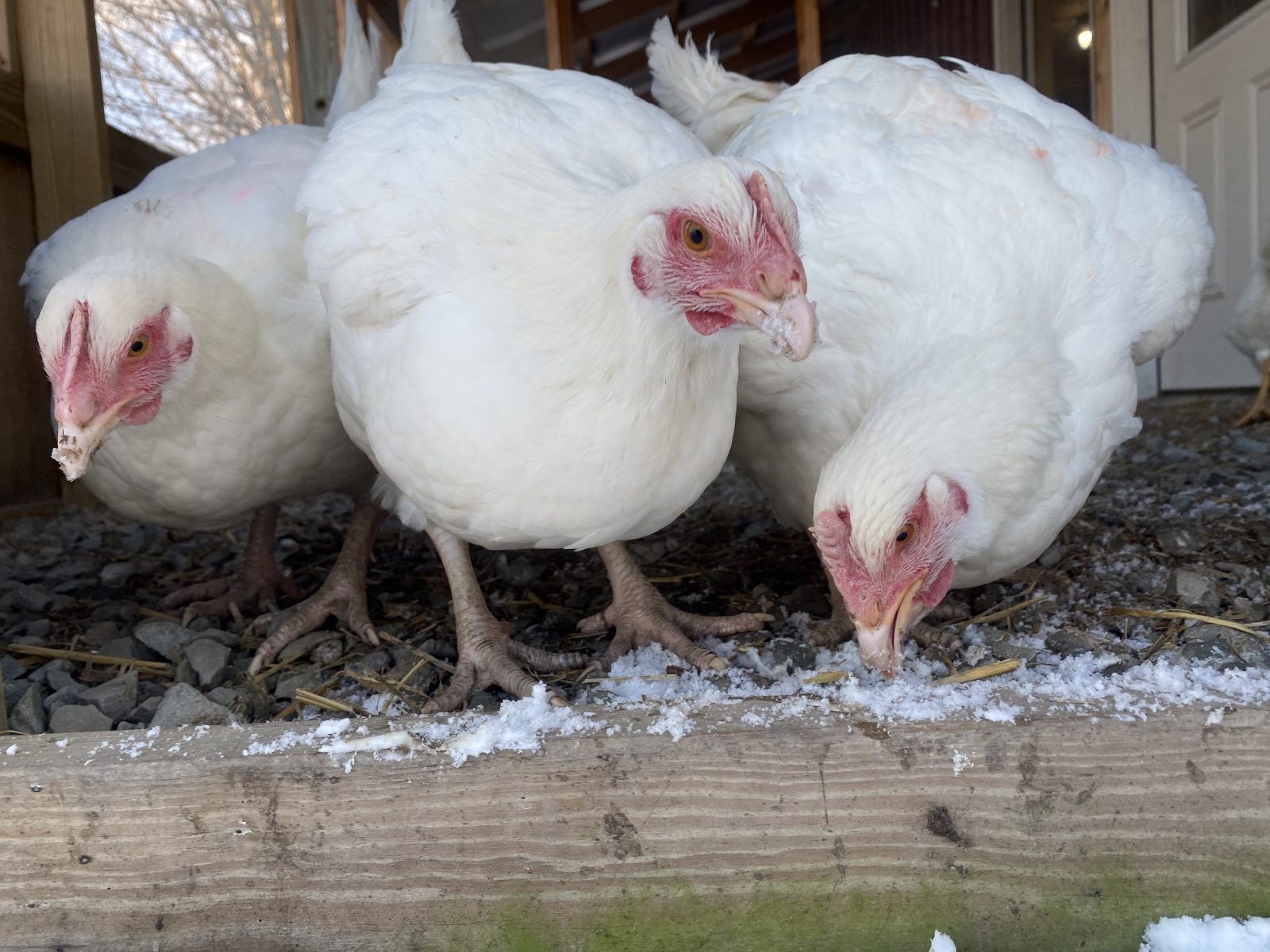 Lemondrop hen and friends enjoying the snow at Farm Sanctuary