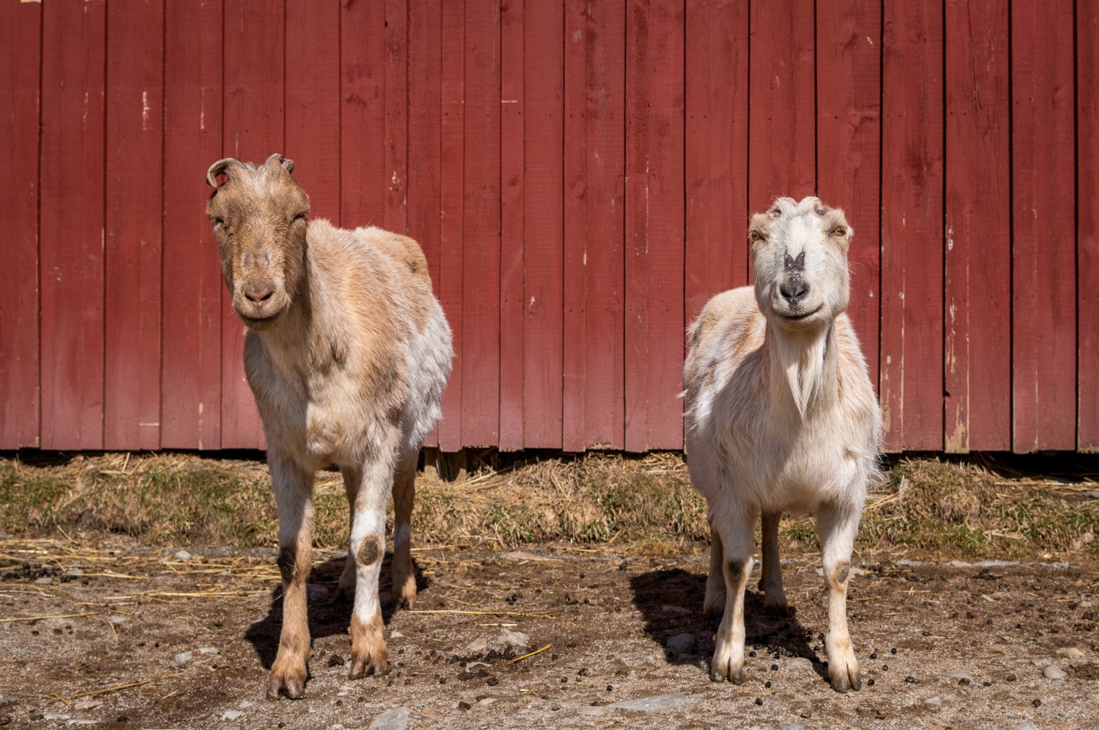 Bruce and Cynthia goats