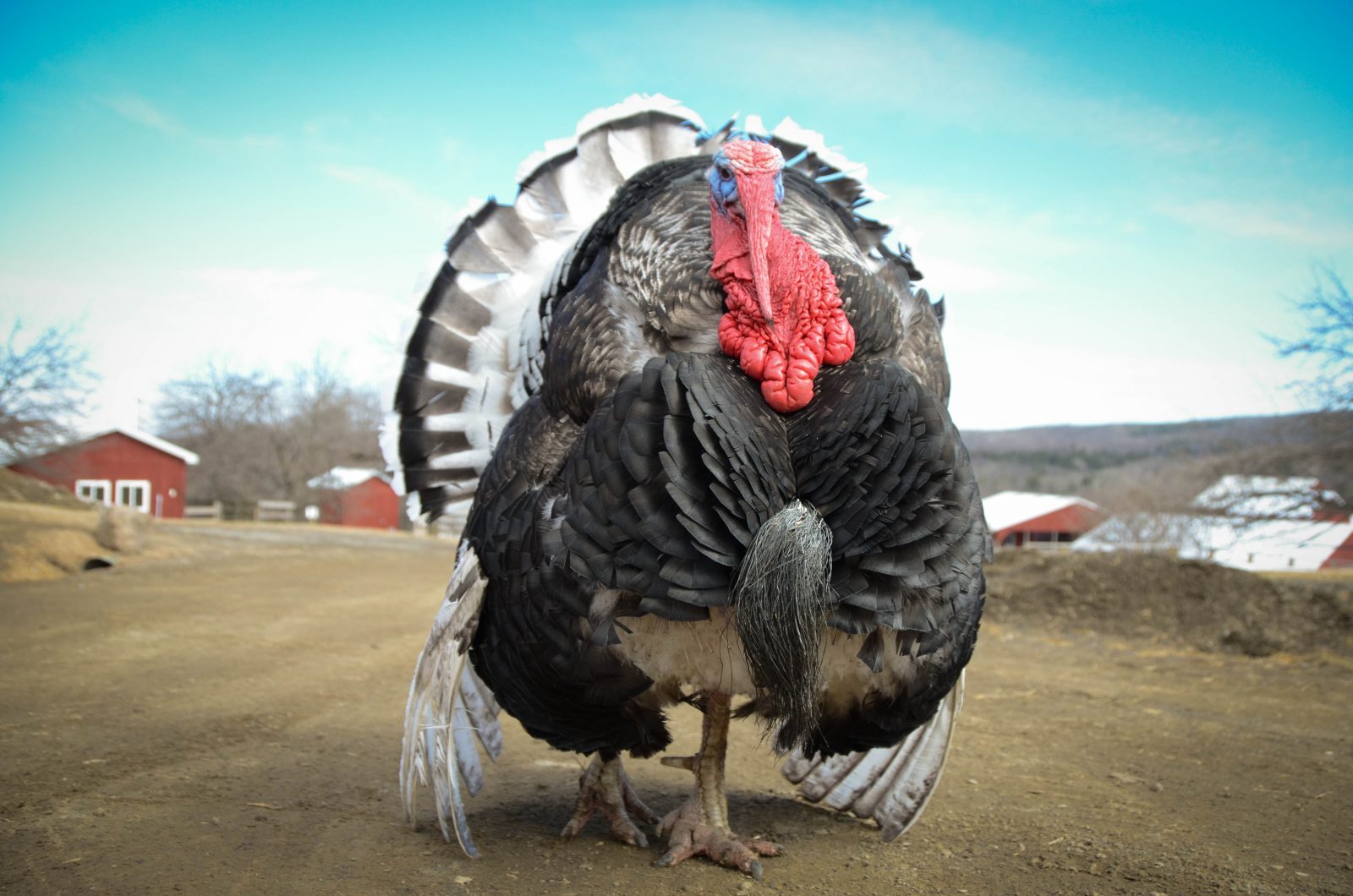 Turpentine Turkey