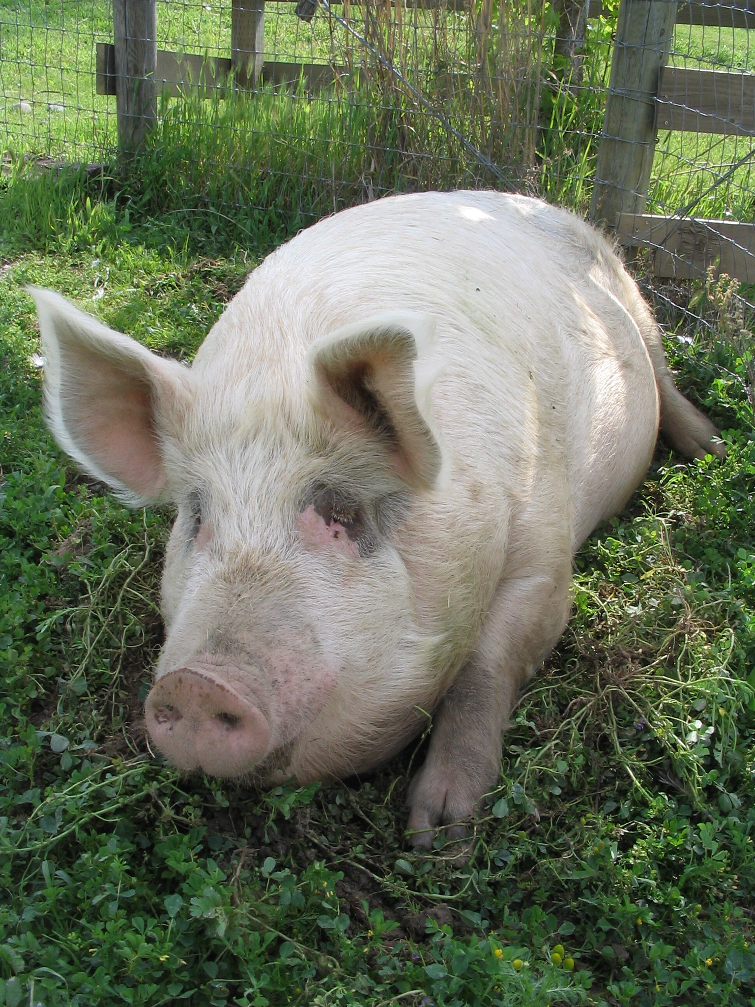 Lil' Bud pig, rescued in the 2012 Cattaraugus rescue.