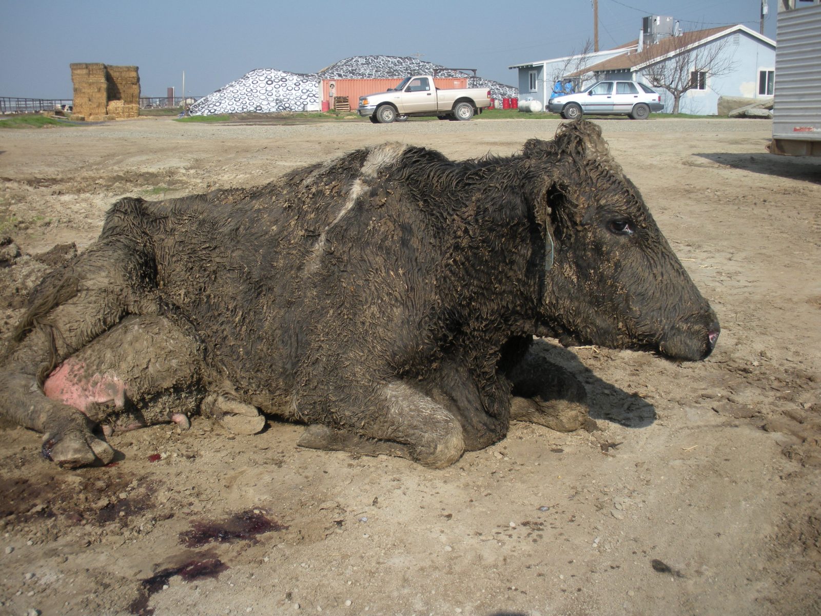 A downed cow in California.