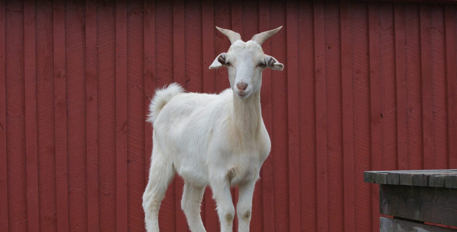 Jim goat at Farm Sanctuary