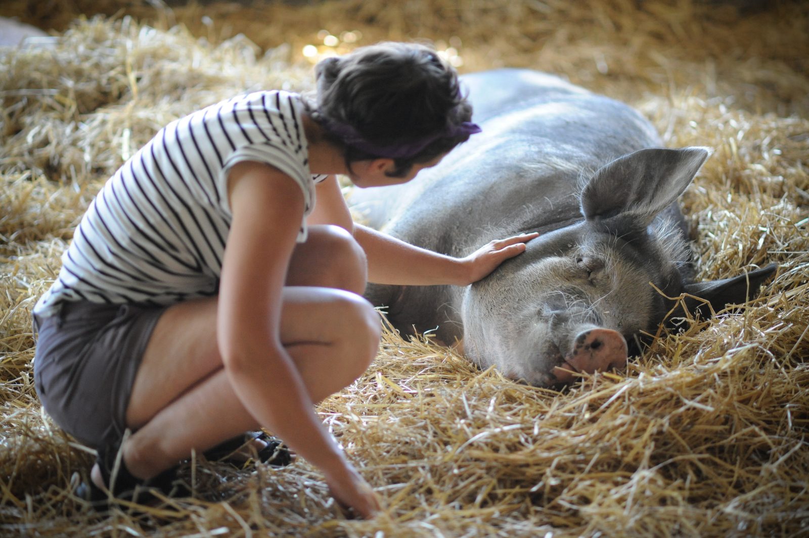 Guest with pig at Farm Sanctuary, credit Jo-Anne McArthur