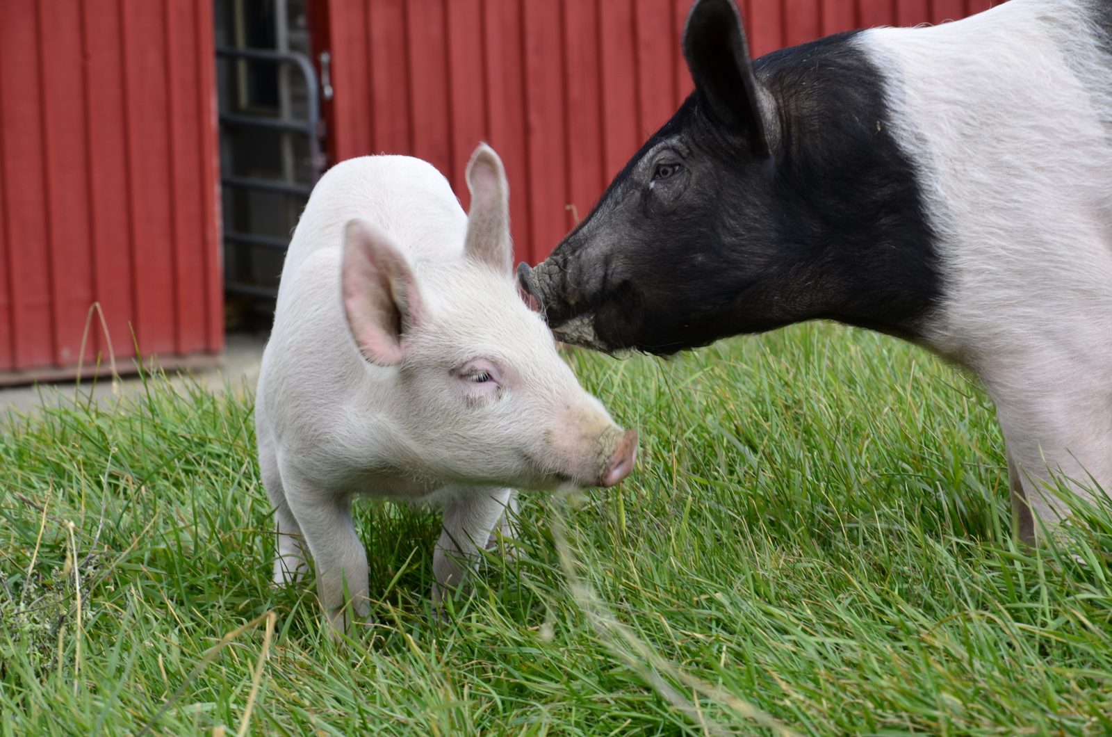 Jane pig meets Sebastian pig