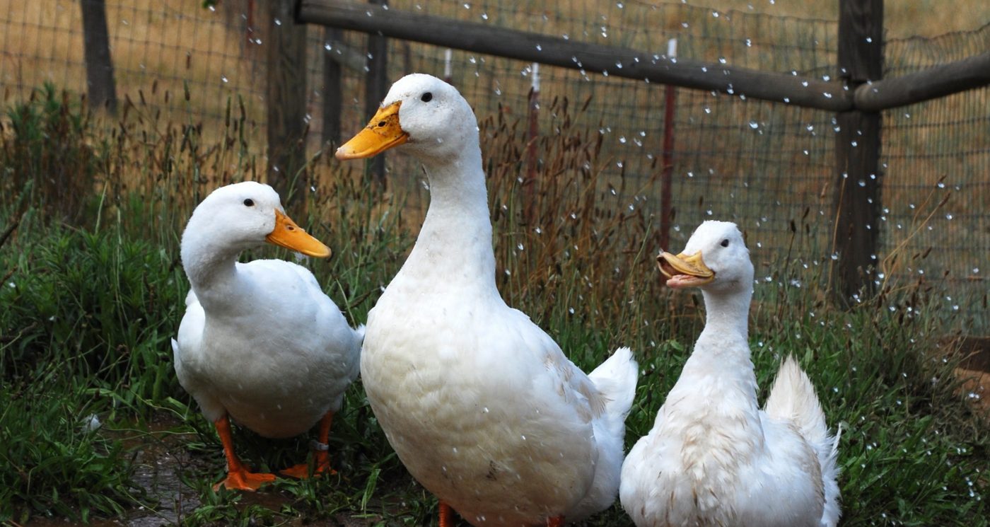 Atlas Matt and Daisy ducks at Farm Sanctuary