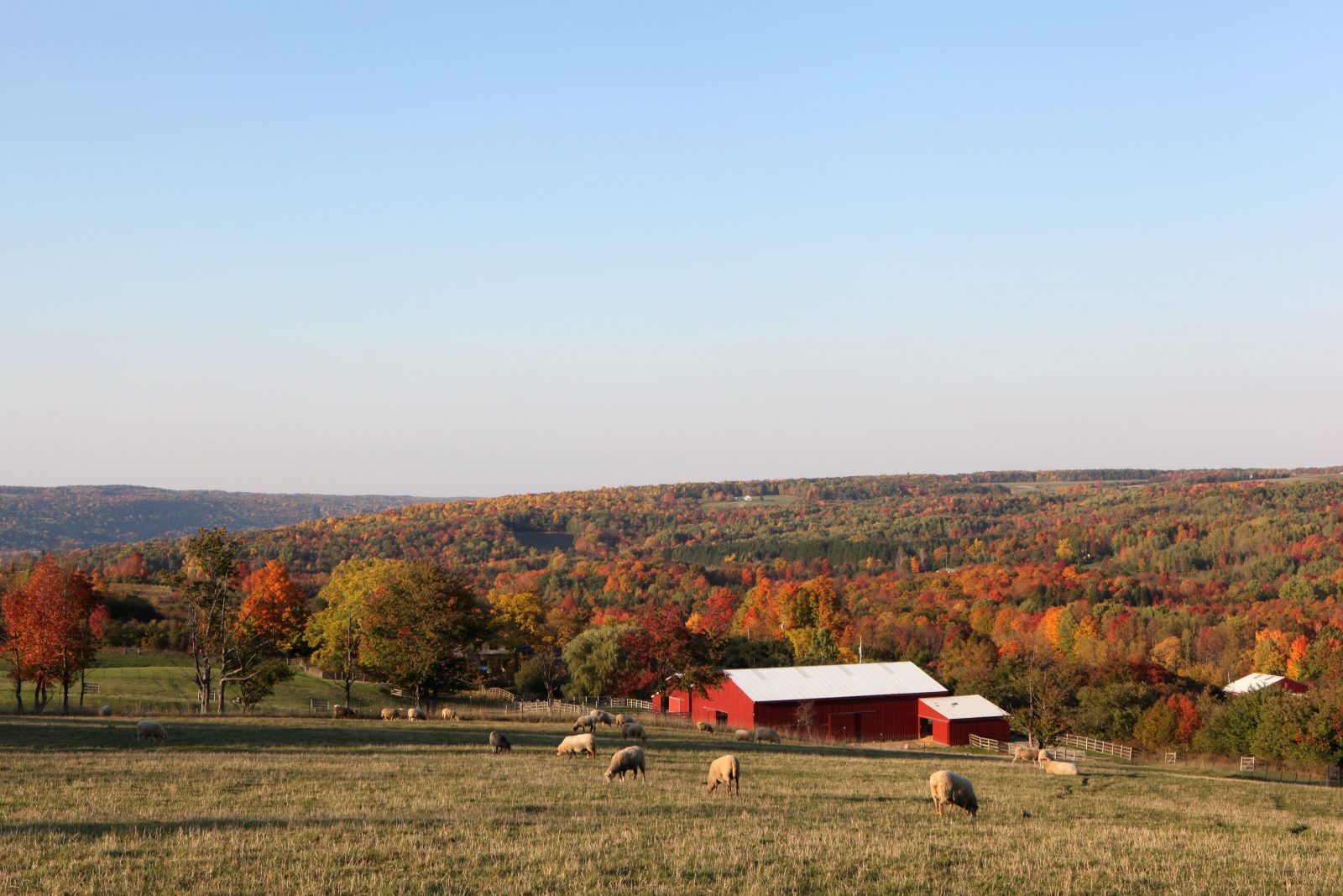 Sheep in Autumn at Farm Sanctuary