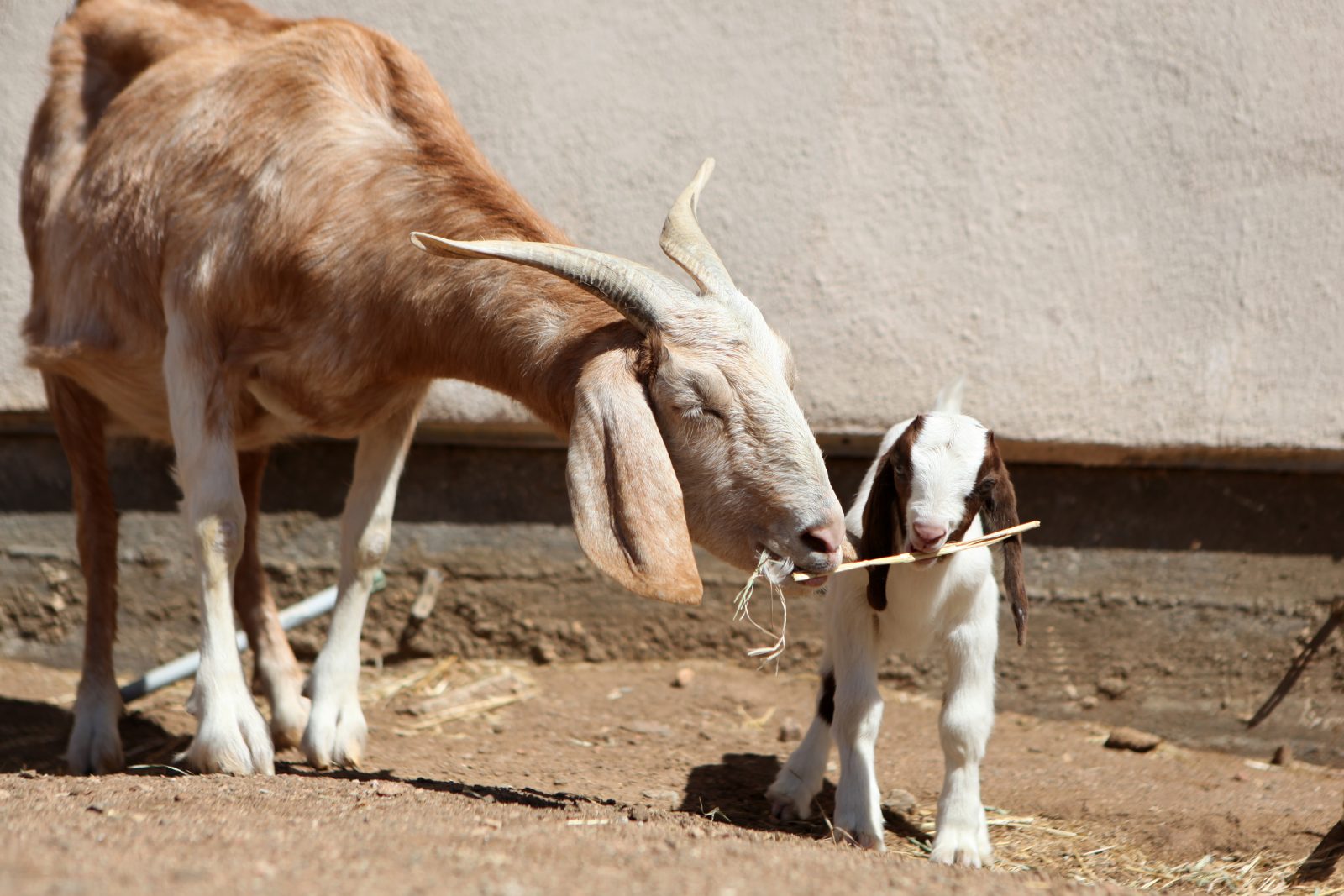 Claire and Erika goats