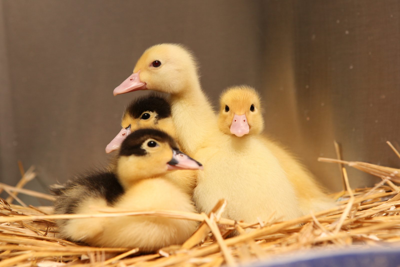 Ellen, Carrie, Emily, and Kristen: ducklings