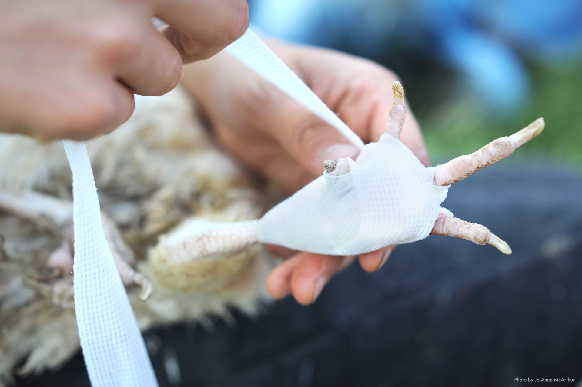 Animal caregiver wrapping a bird's foot, Credit: Jo-Anne McArthur