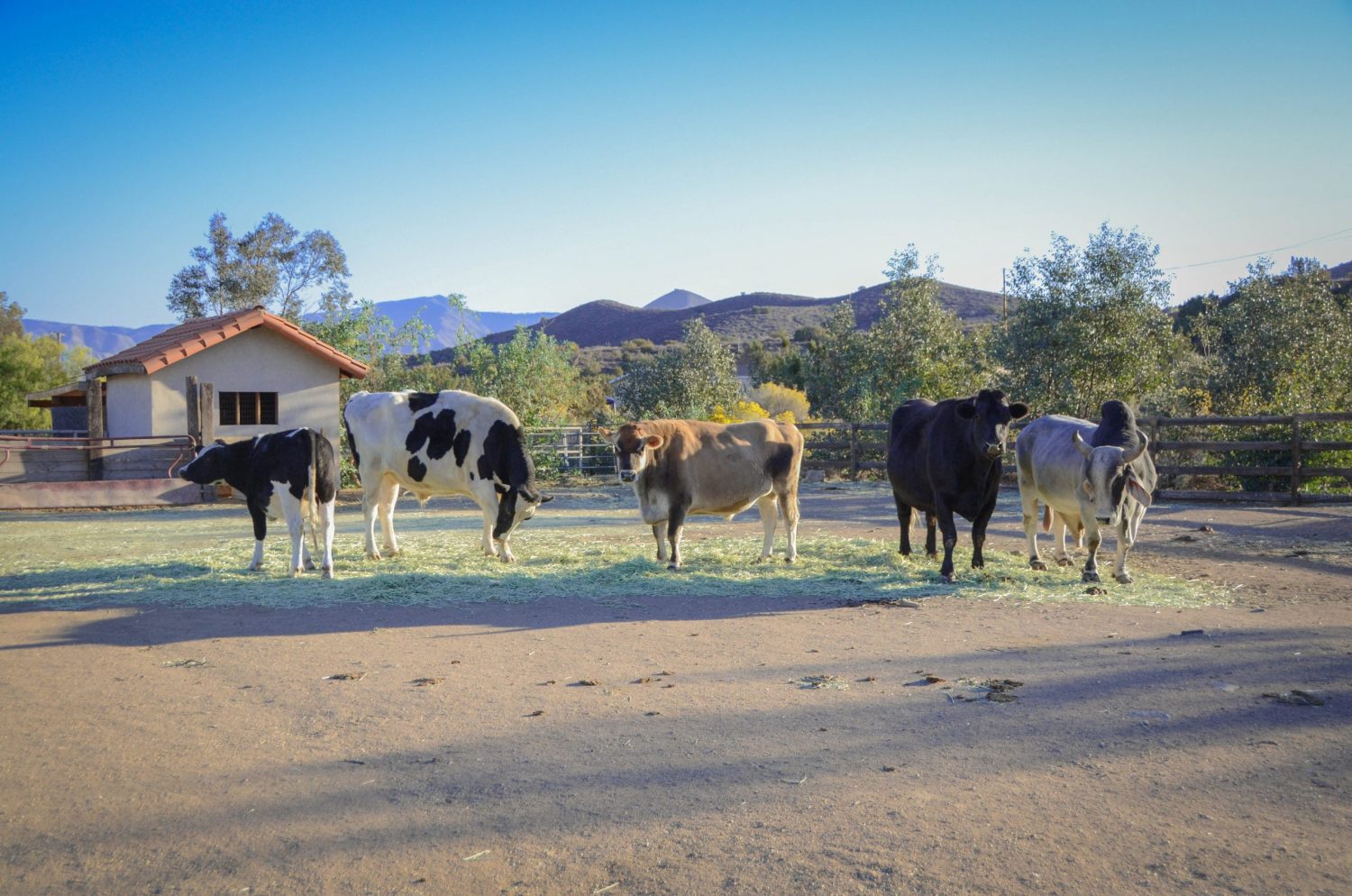 Cows outside Farm Sanctuary