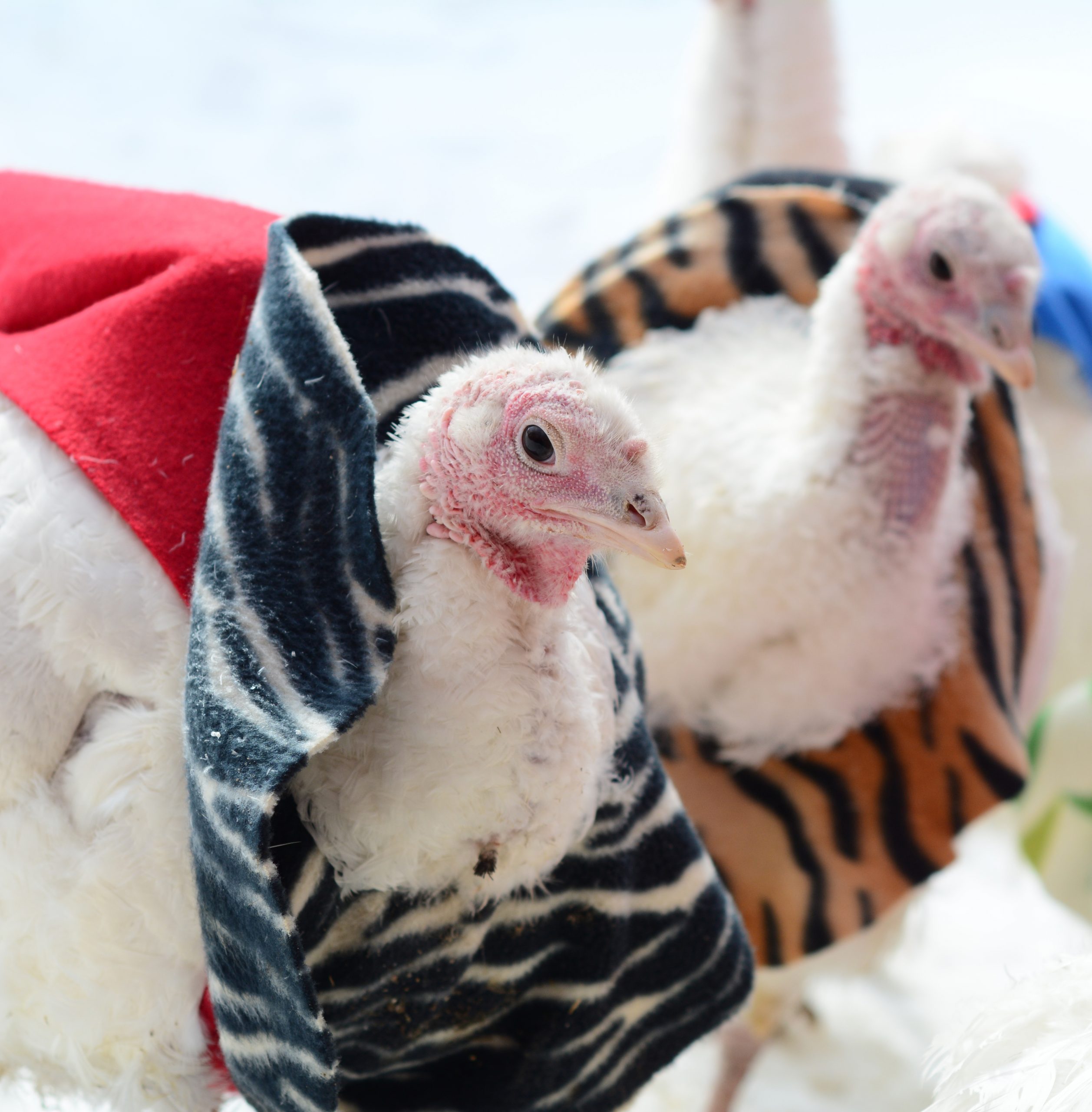 turkeys in sweaters photo by Farm Sanctuary
