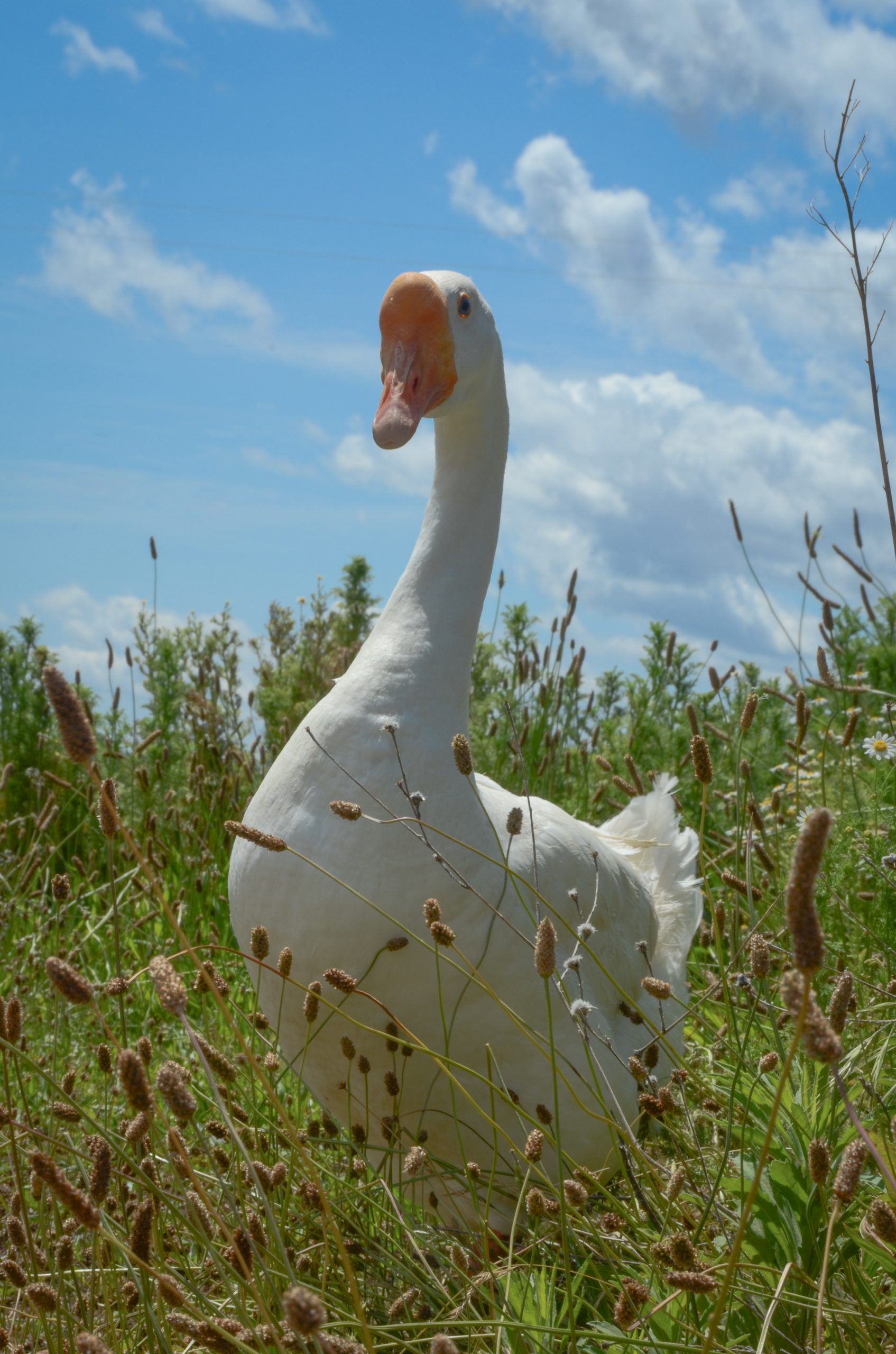 Thatcher Goose at Farm Sanctuary