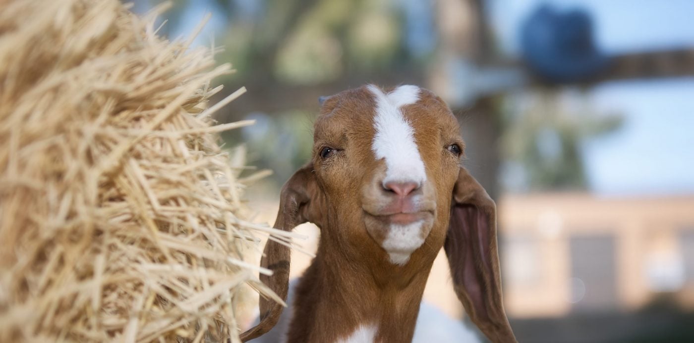 Totes goat at Farm Sanctuary