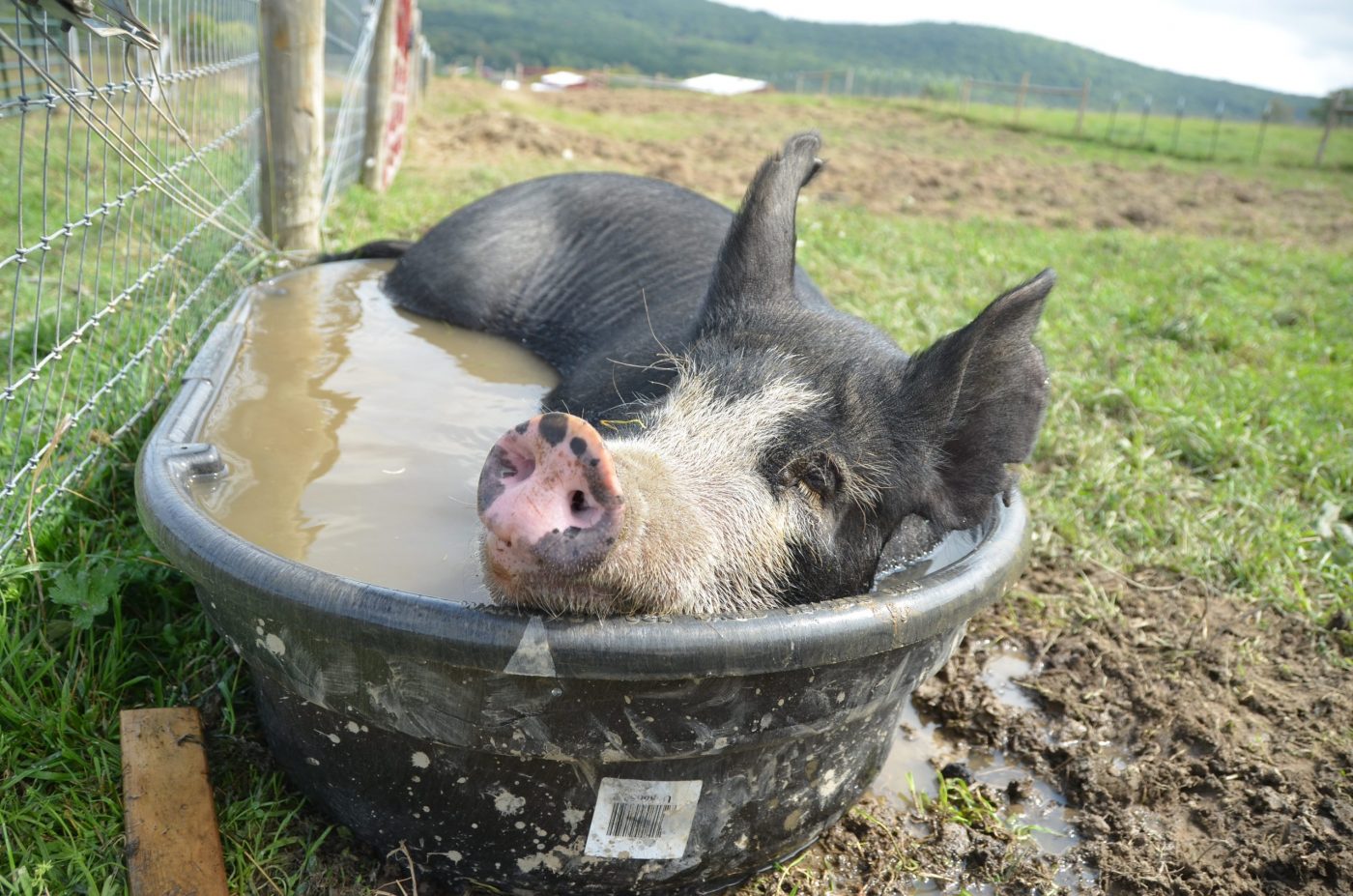 Pig laying in the water at Farm Sanctuary