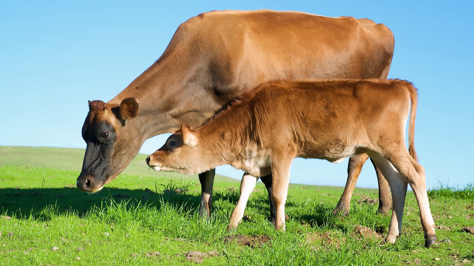 Betsy cow and Meredith calf at Farm Sanctuary