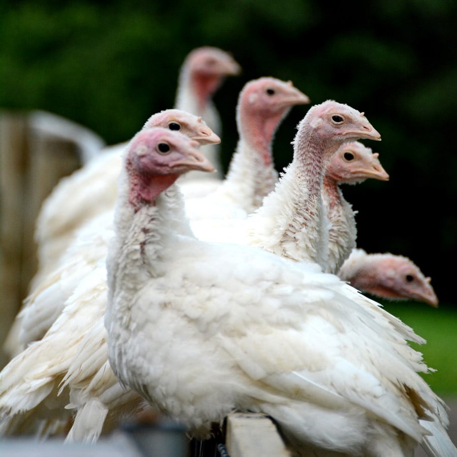 Turkey flock at Farm Sanctuary