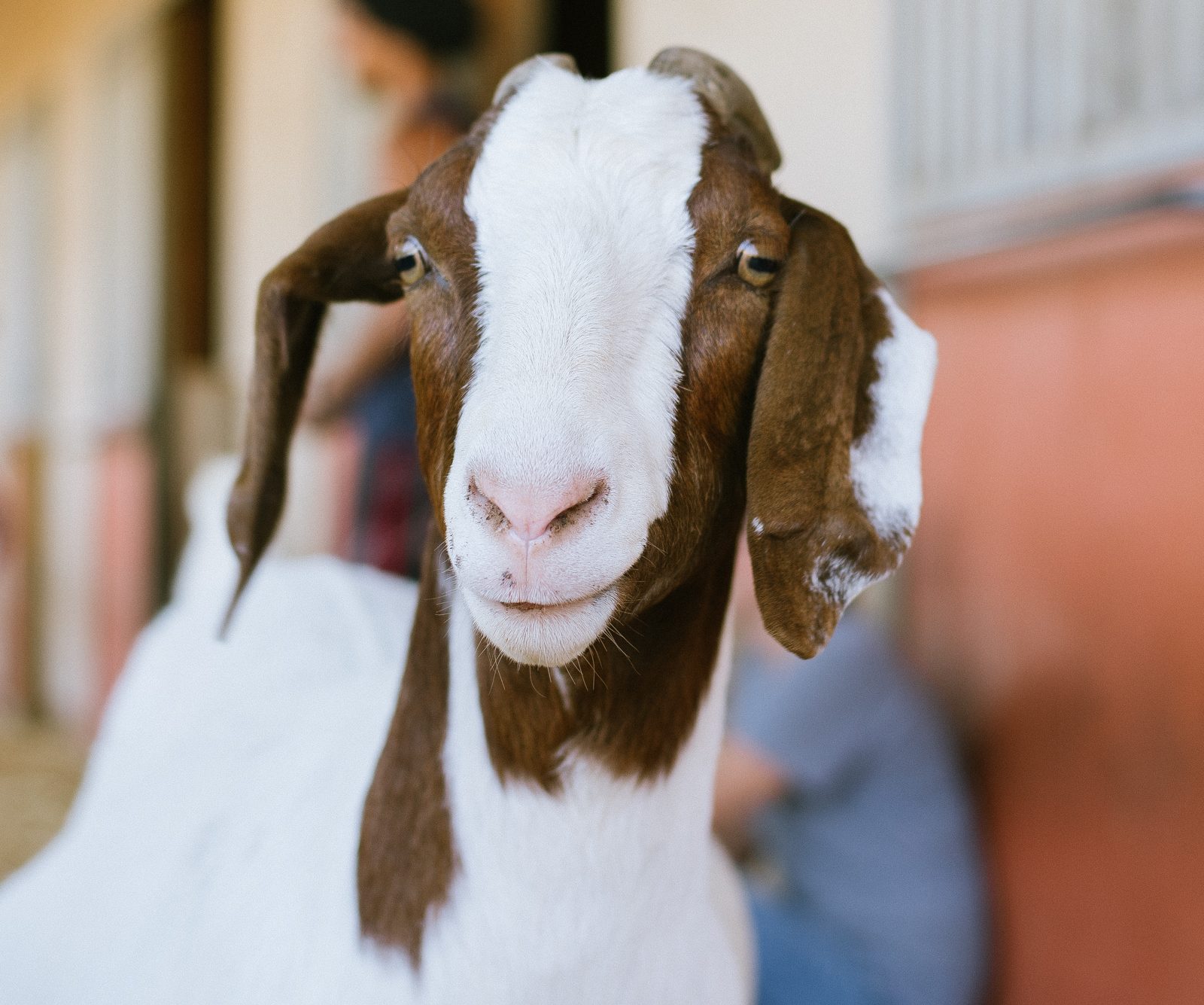 Erika Goat at Farm Sanctuary's Southern California shelter