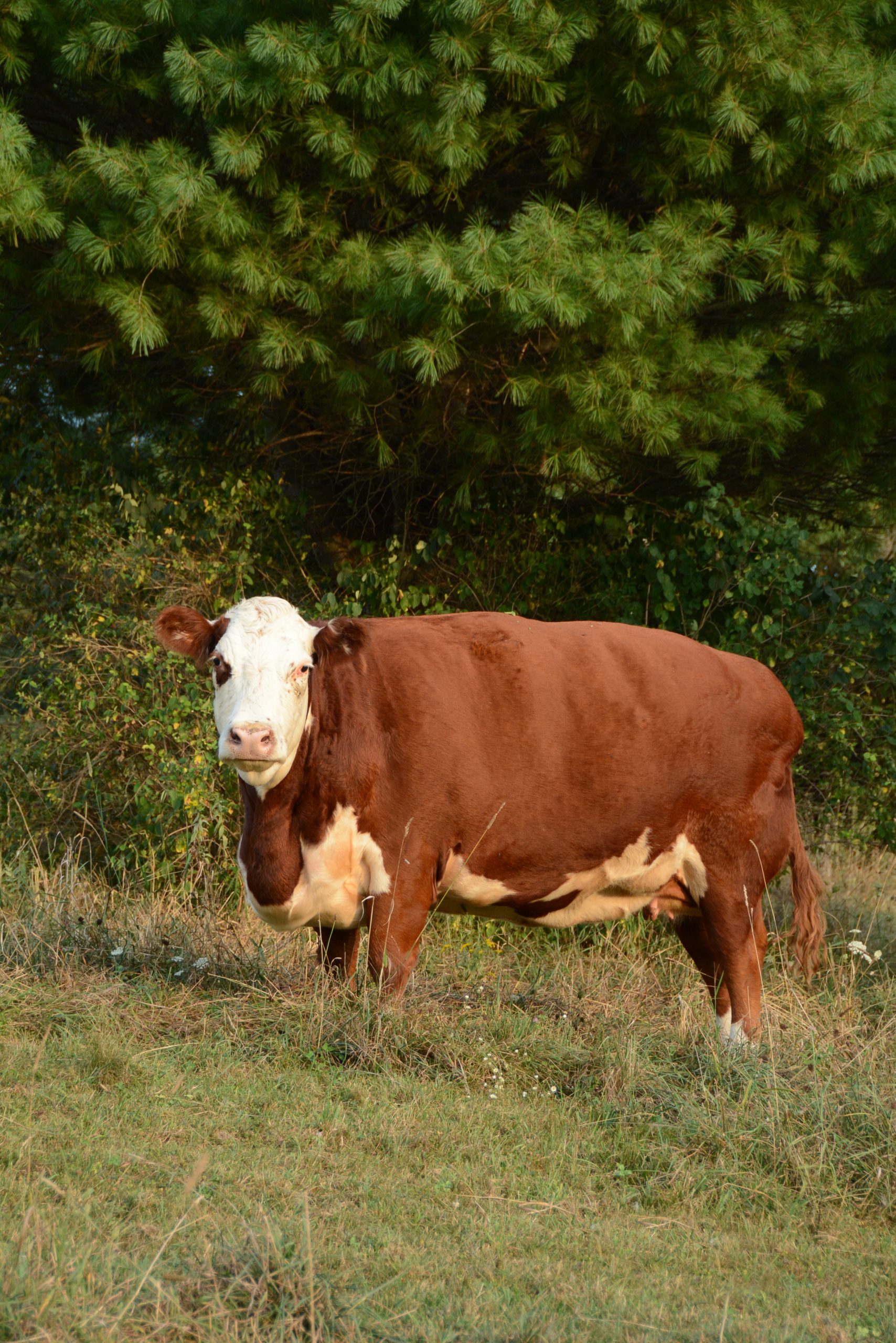 Maxine cow in 2015 at Farm Sanctuary.