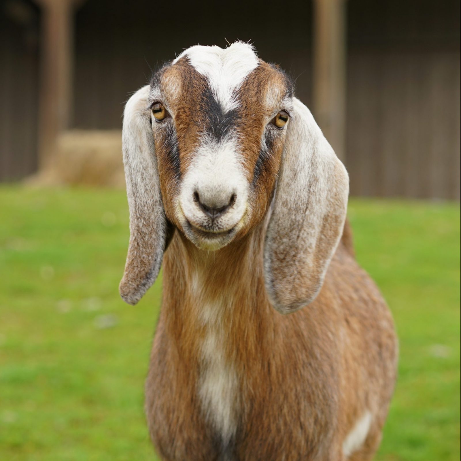 Maurice goat at Farm Sanctuary