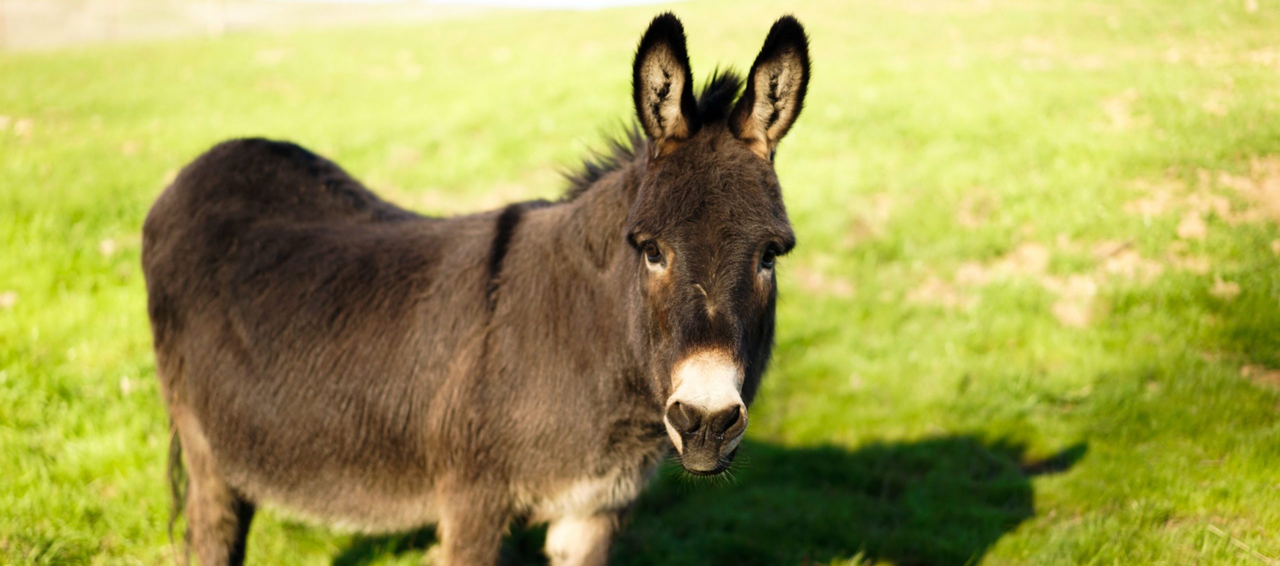 Albert donkey at Farm Sanctuary