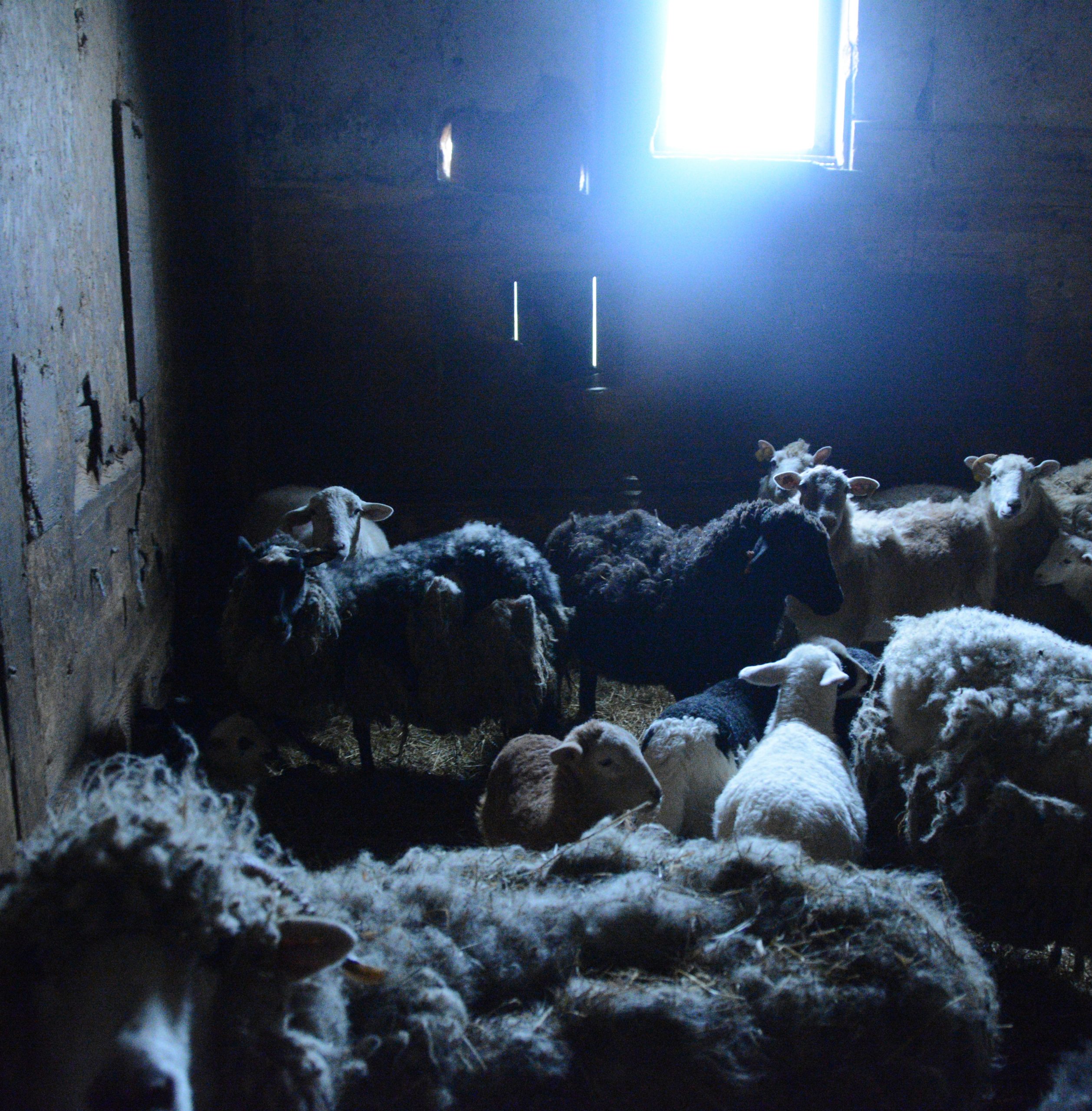Sheep in a dark barn in Cattaraugus cruelty rescue.