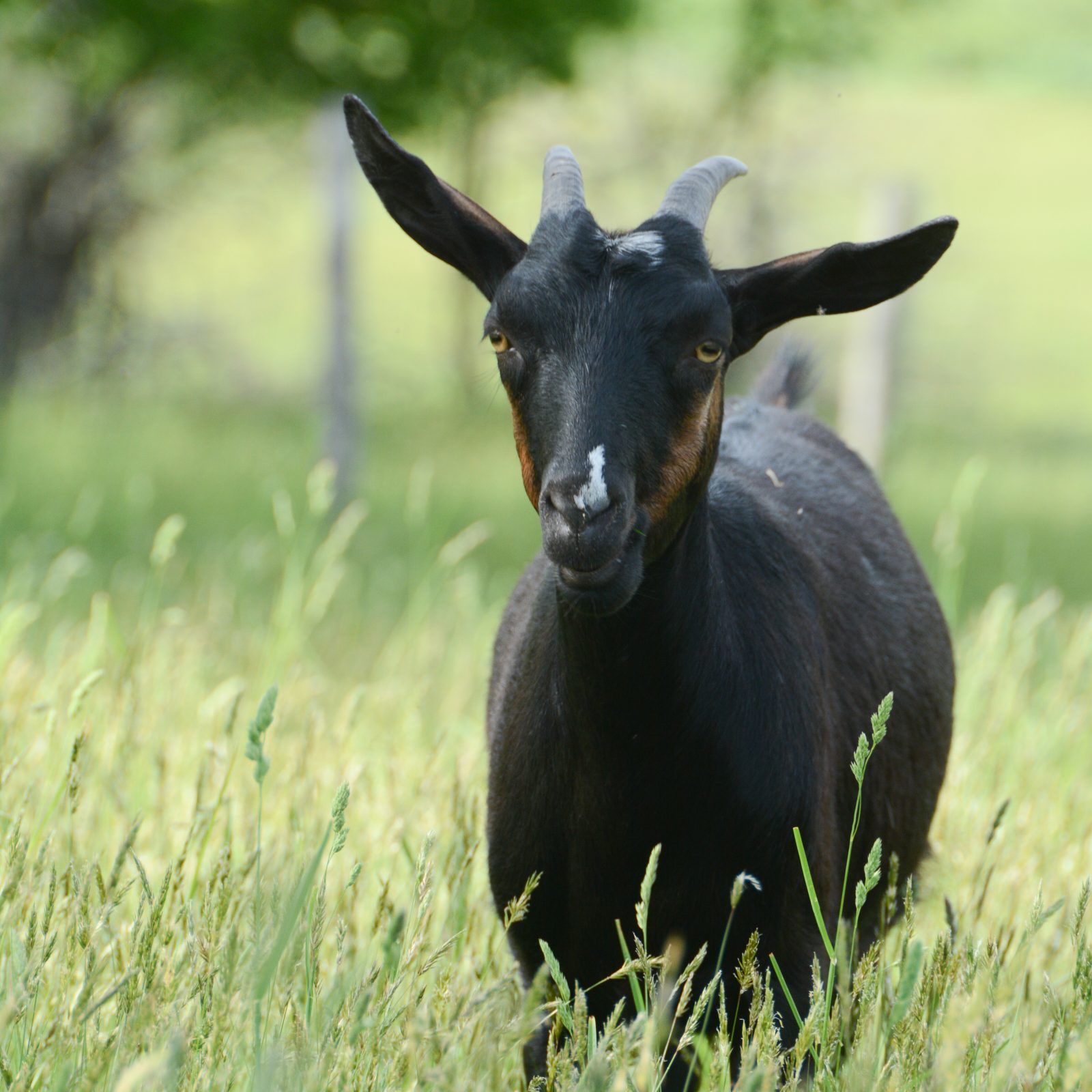 Jennifer goat at Farm Sanctuary