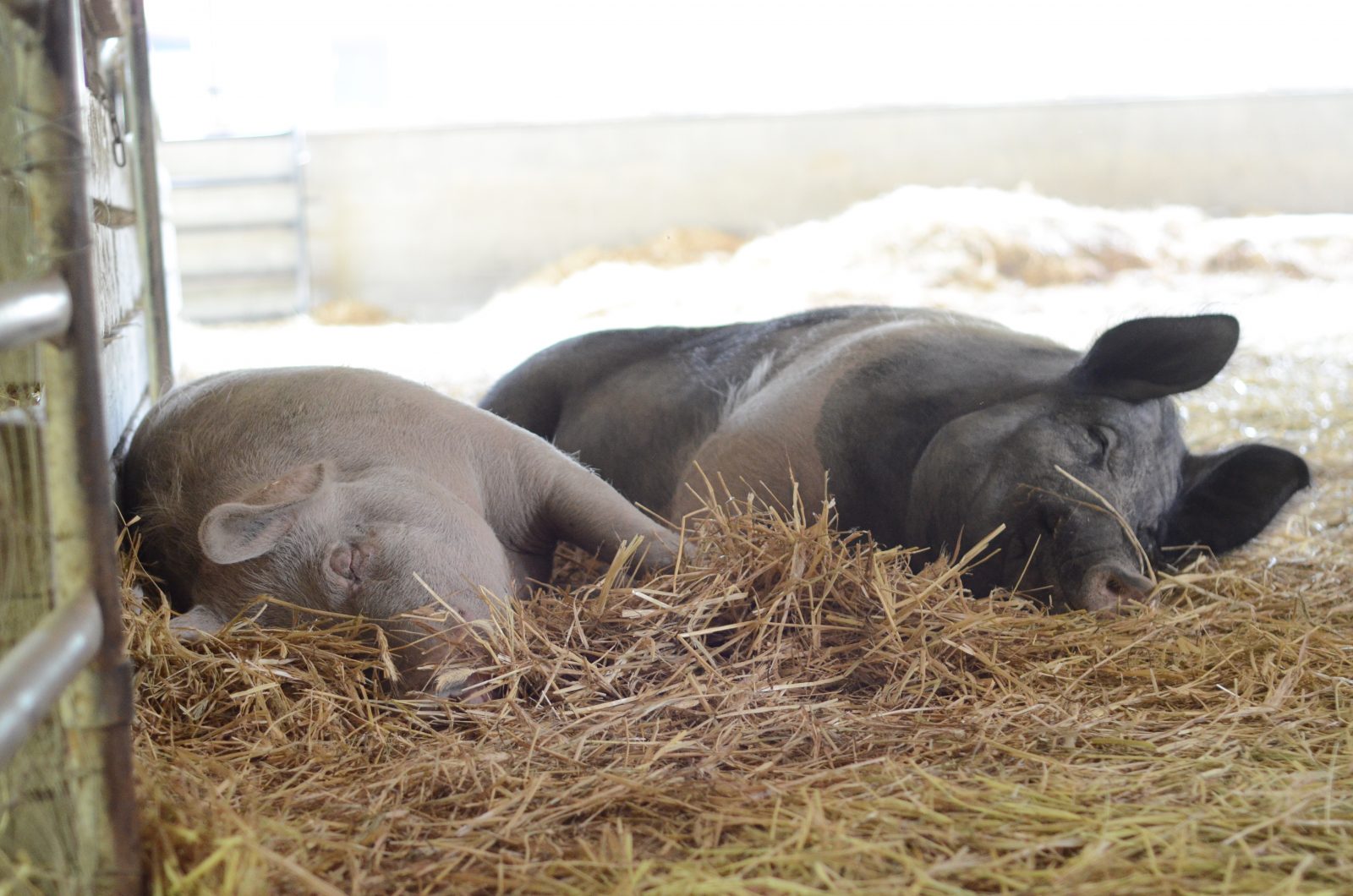 Jane and Sebastian pigs sleeping