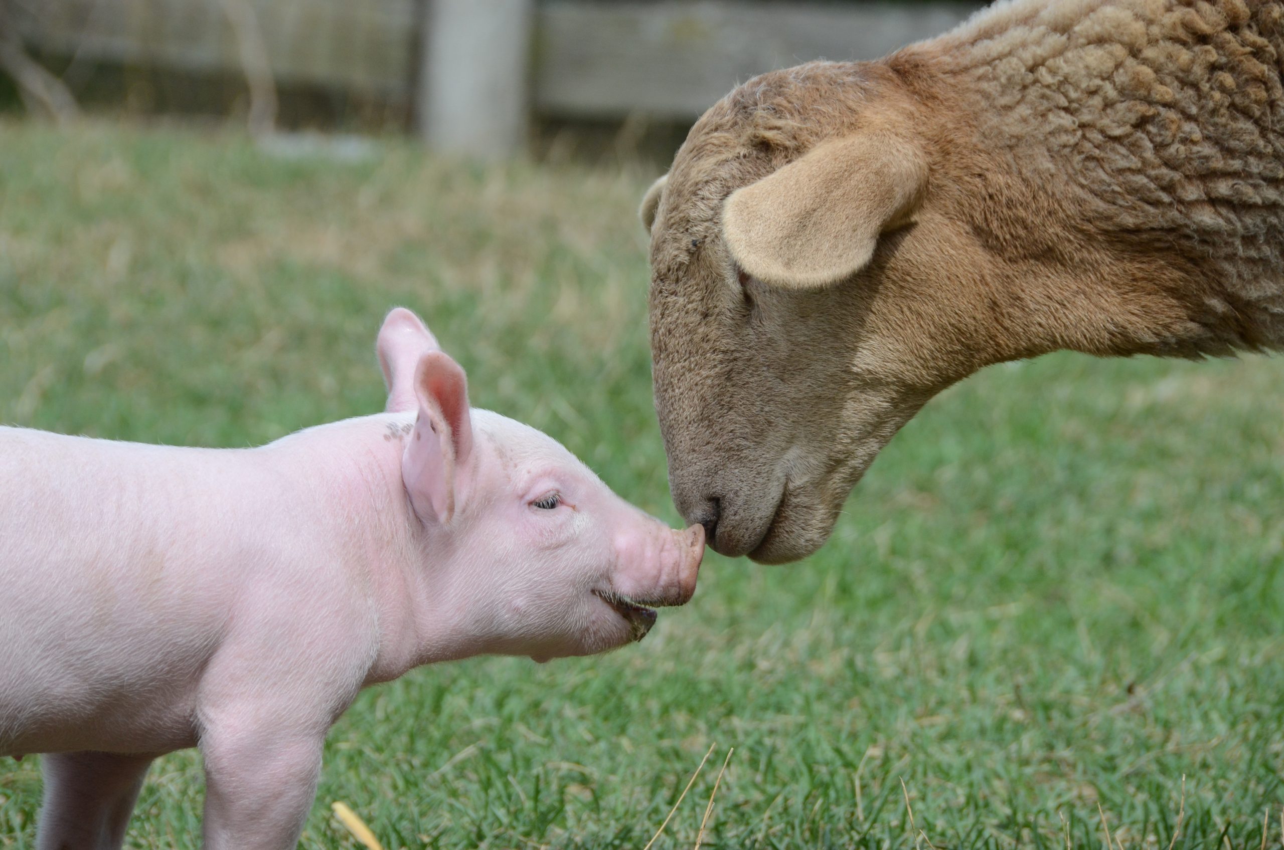 Cameron piglet and Scott lamb