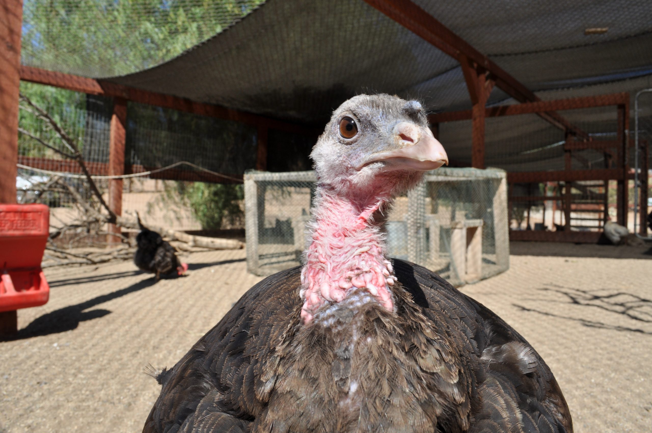 Serena Turkey at Farm Sanctuary's Southern California shelter