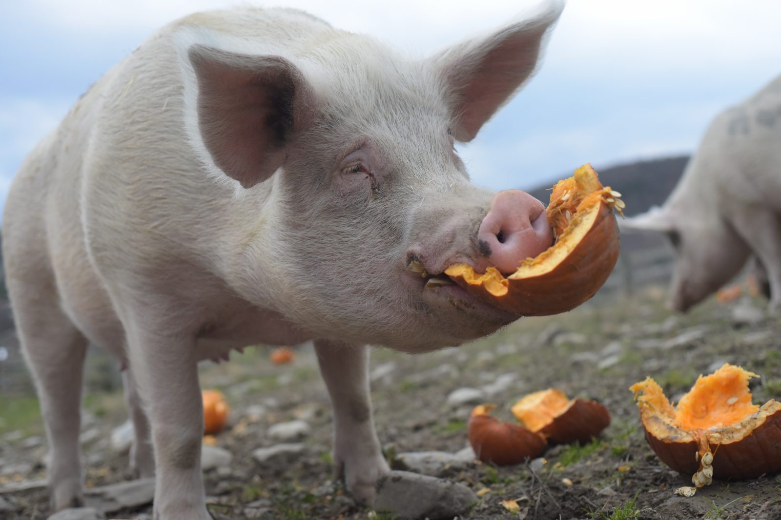 Chuck pig eats a pumpkin at Farm Sanctuary
