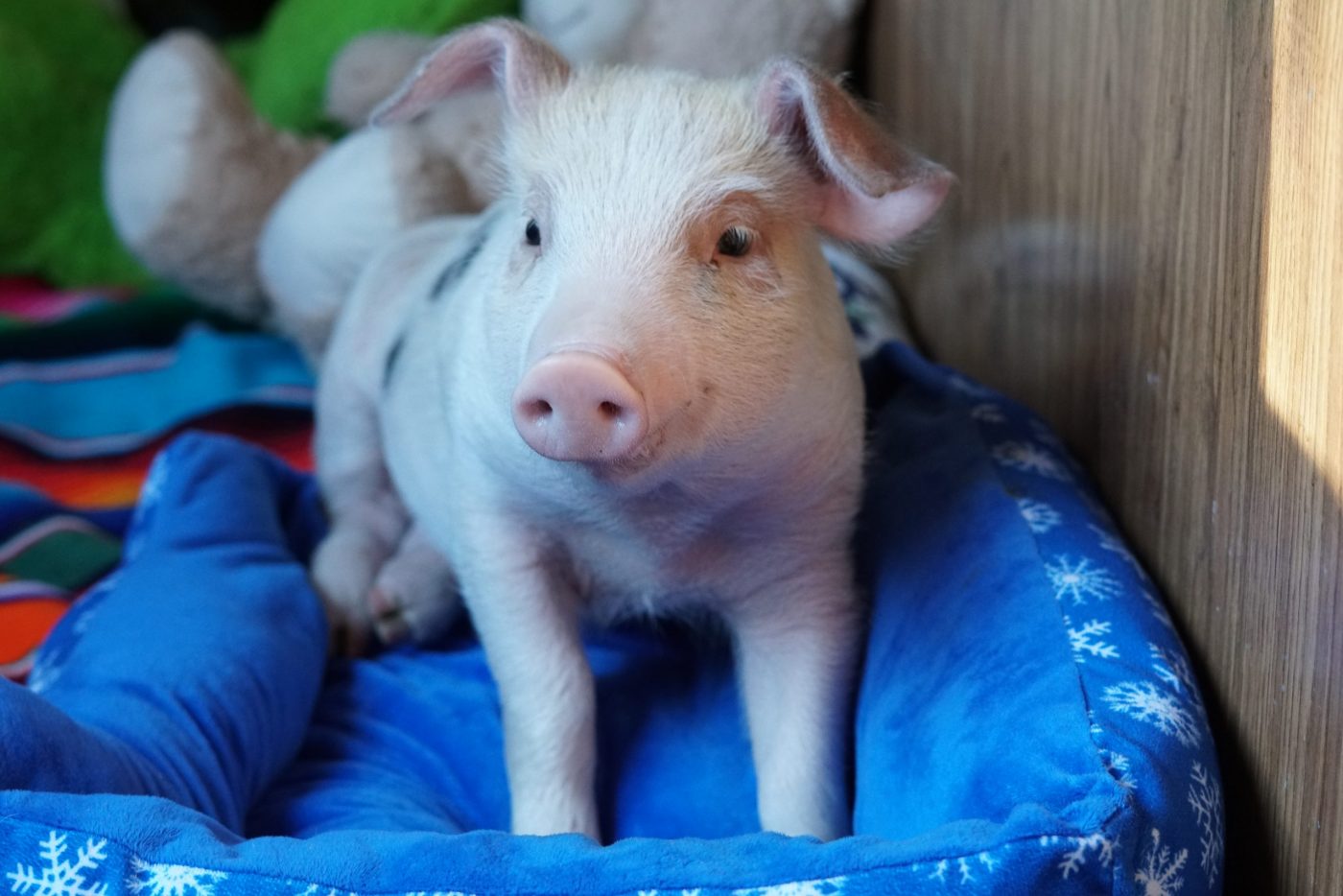 Junip Sydney as a piglet at Farm Sanctuary's Southern California shelter