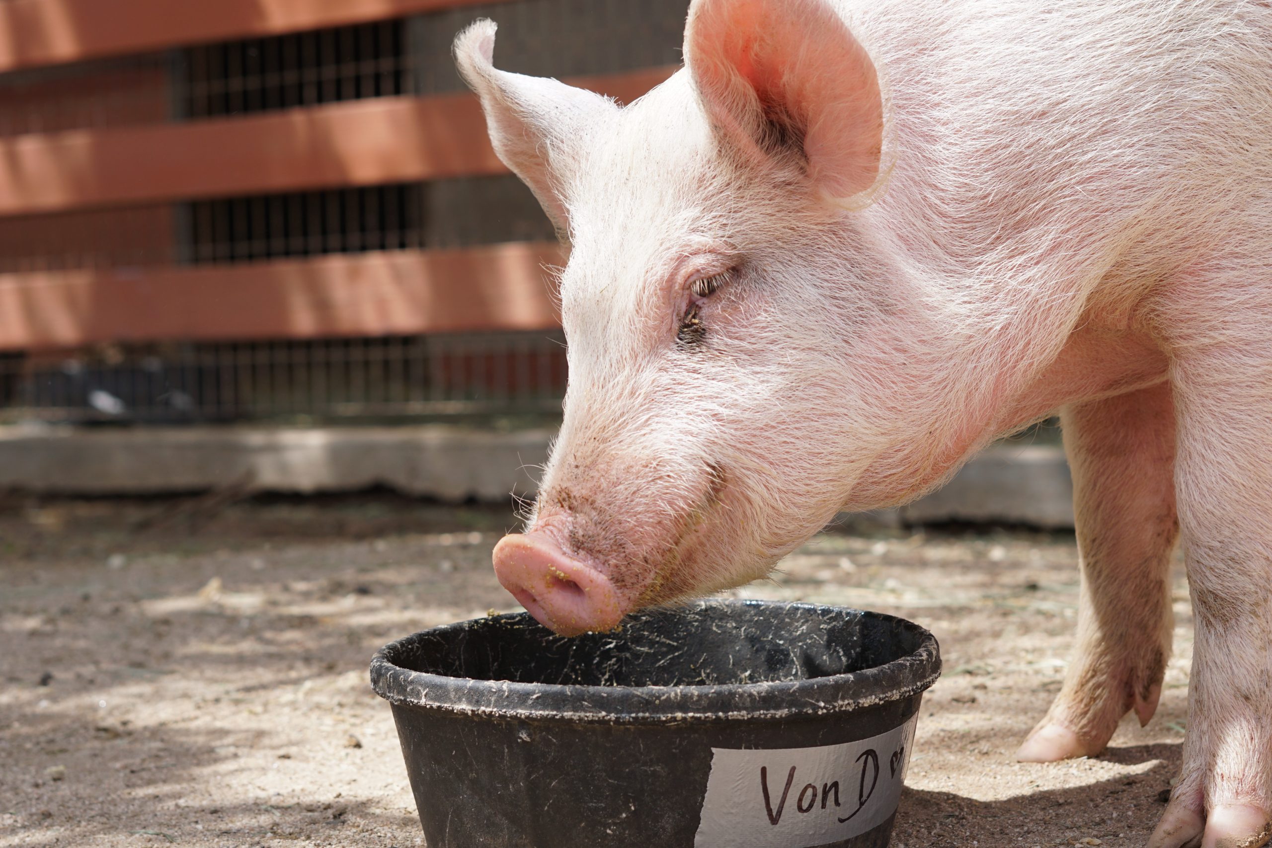Von D as a piglet at Farm Sanctuary's Southern California shelter