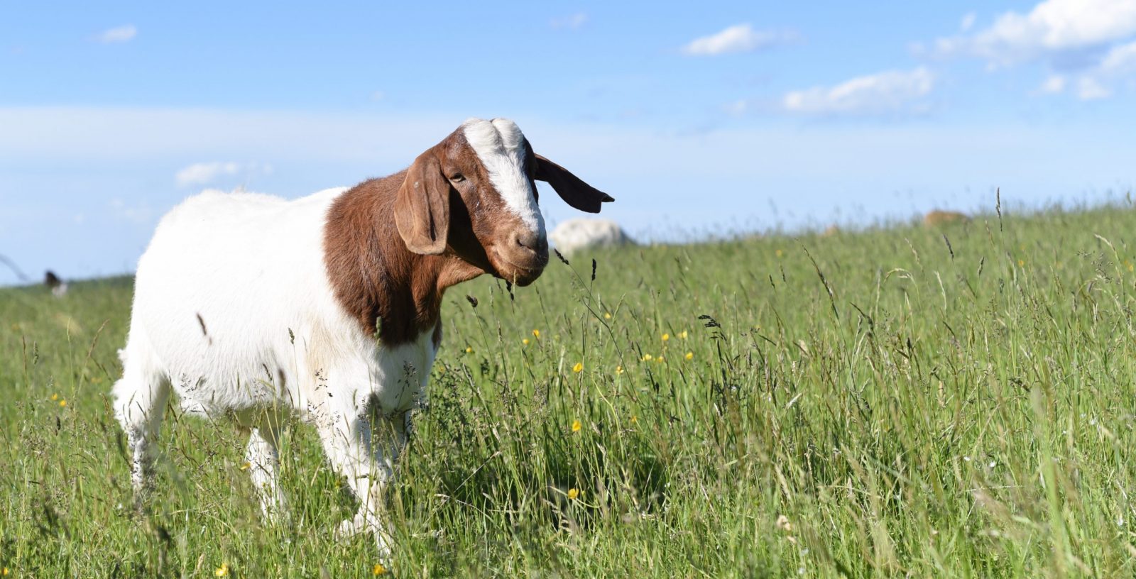 Jordan goat exploring a green pasture at Sanctuary