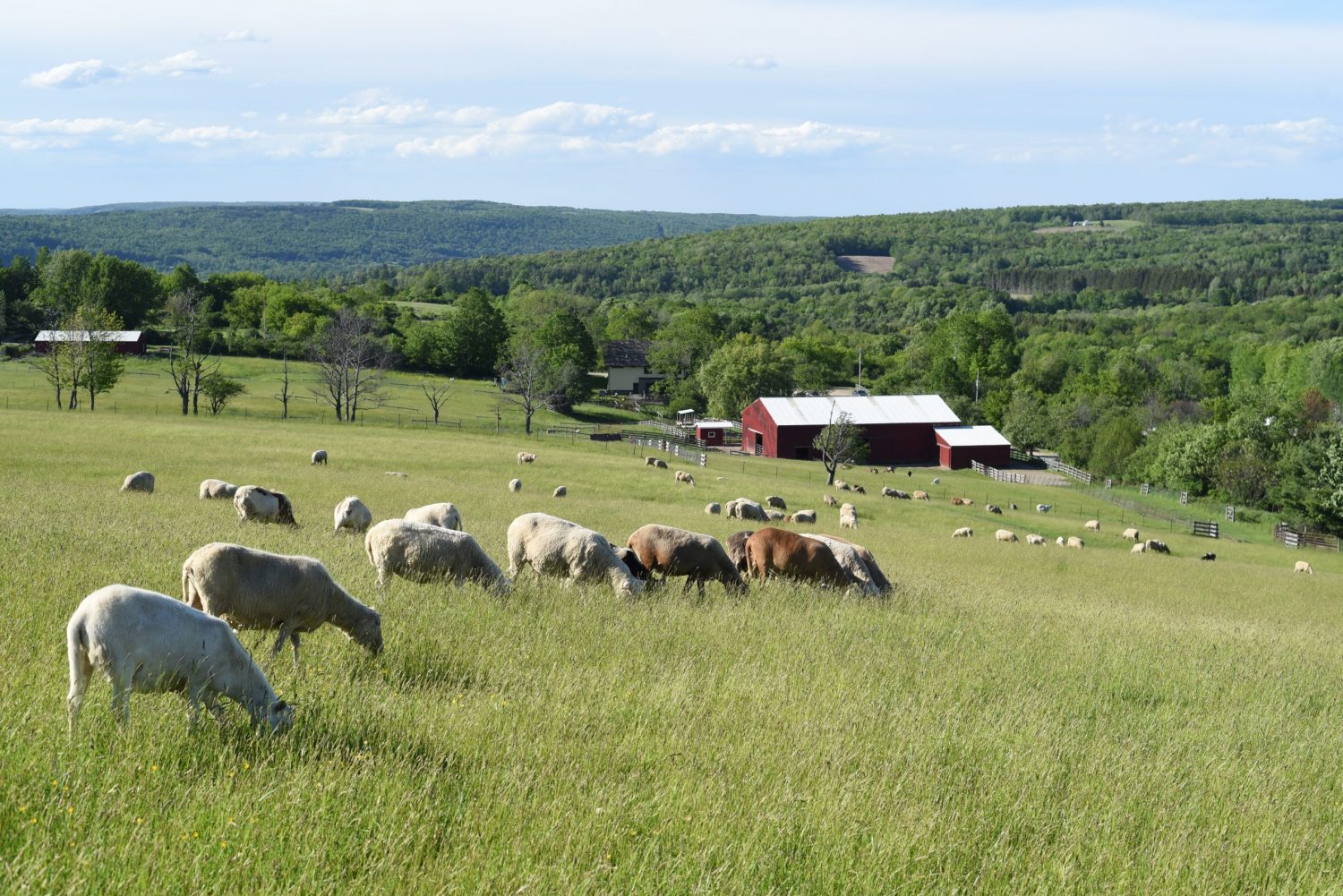 Vertical explainer photo 1 - Sheep pasture landscape at Farm Sanctuary