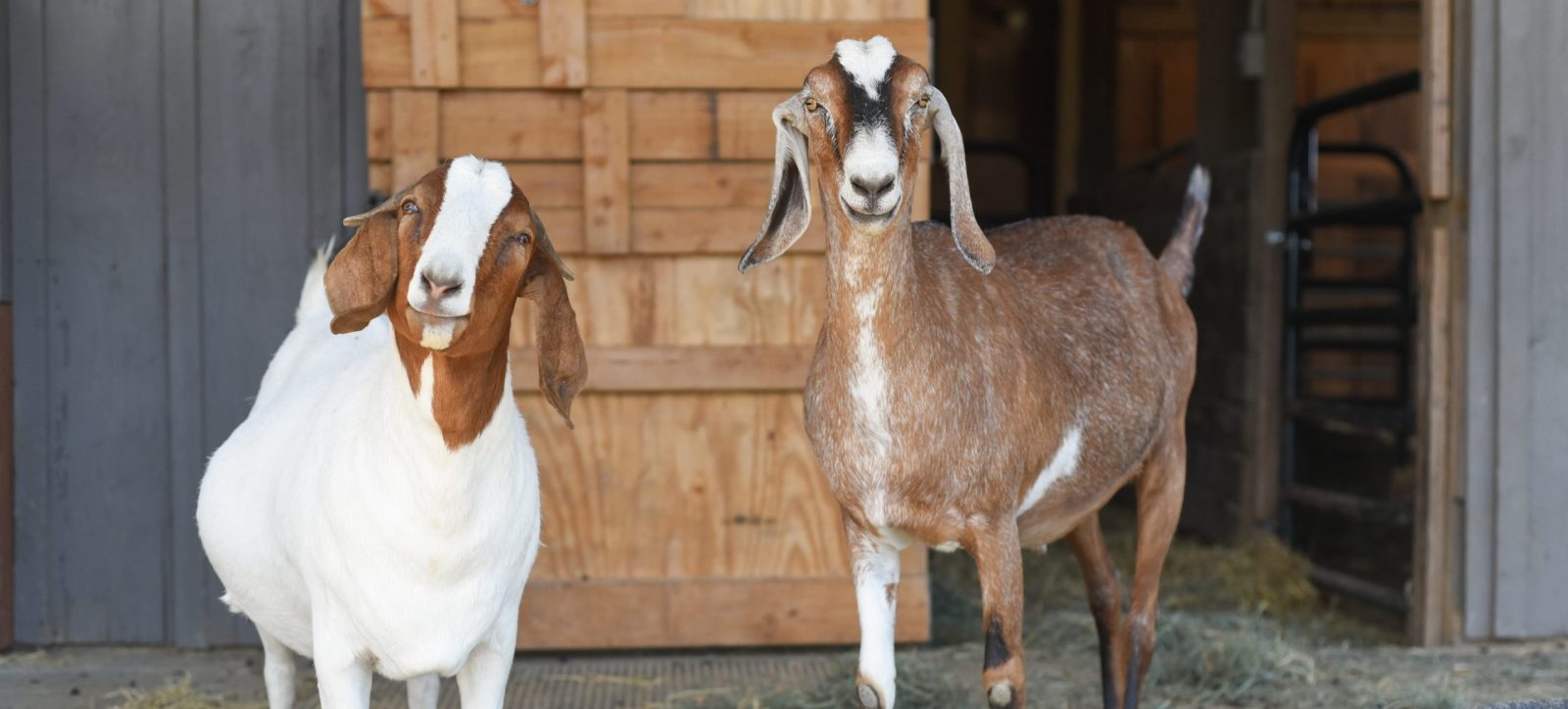 Maurice and Marcia goats at Farm Sanctuary