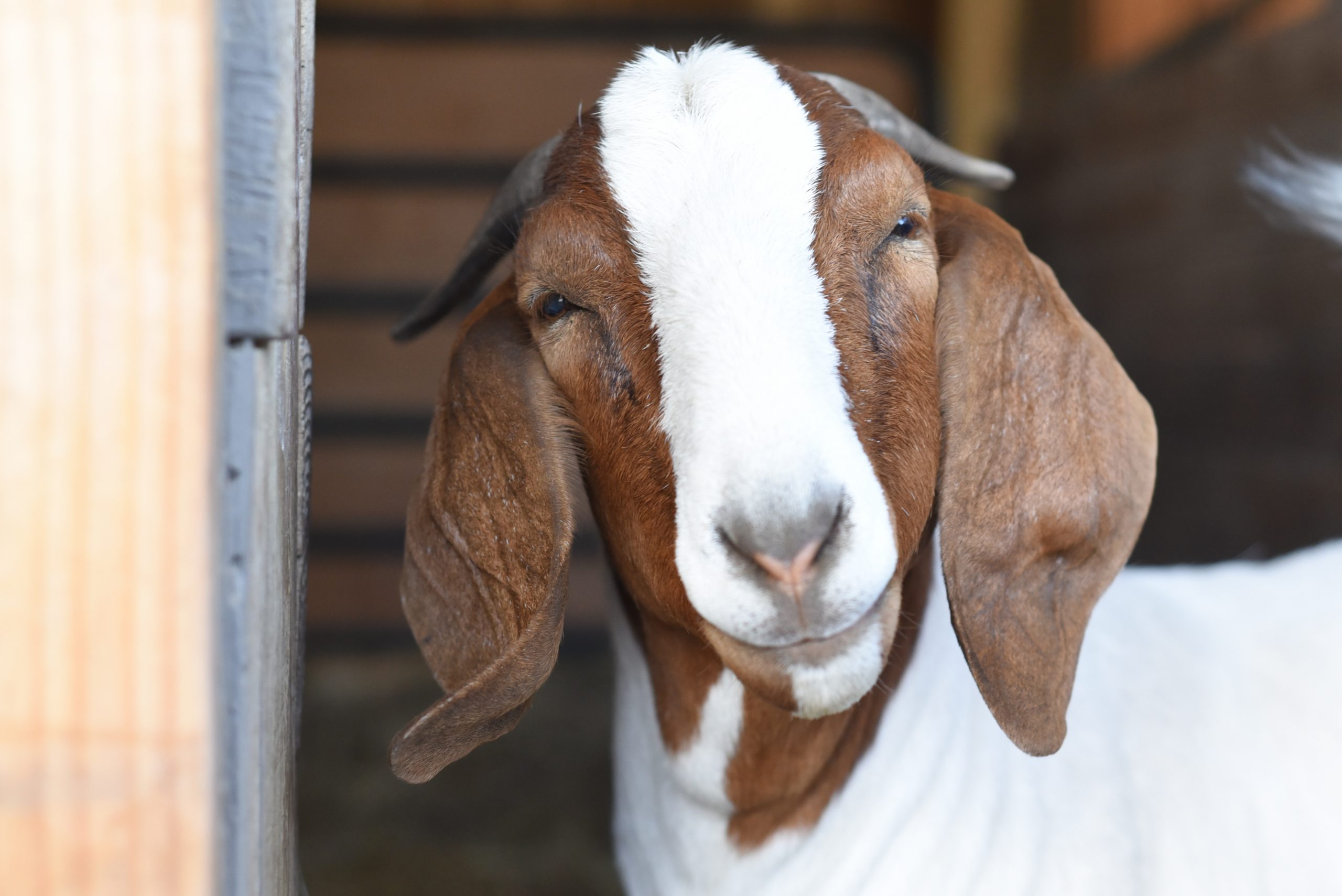 Marcia goat at Farm Sanctuary