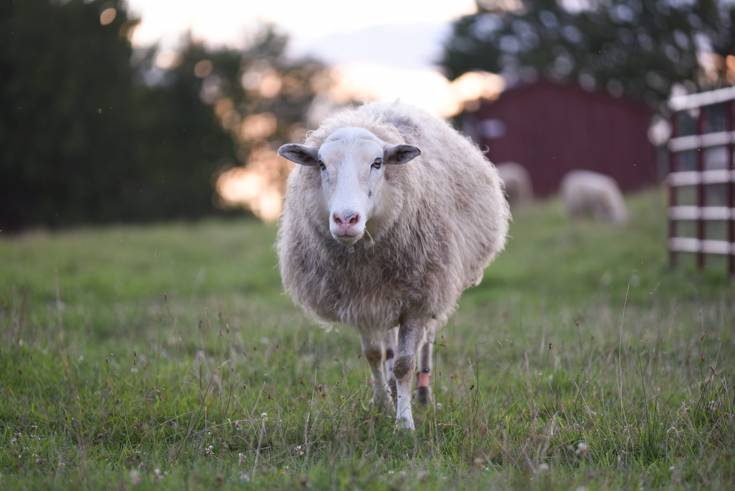 Adriano sheep at Farm Sanctuary
