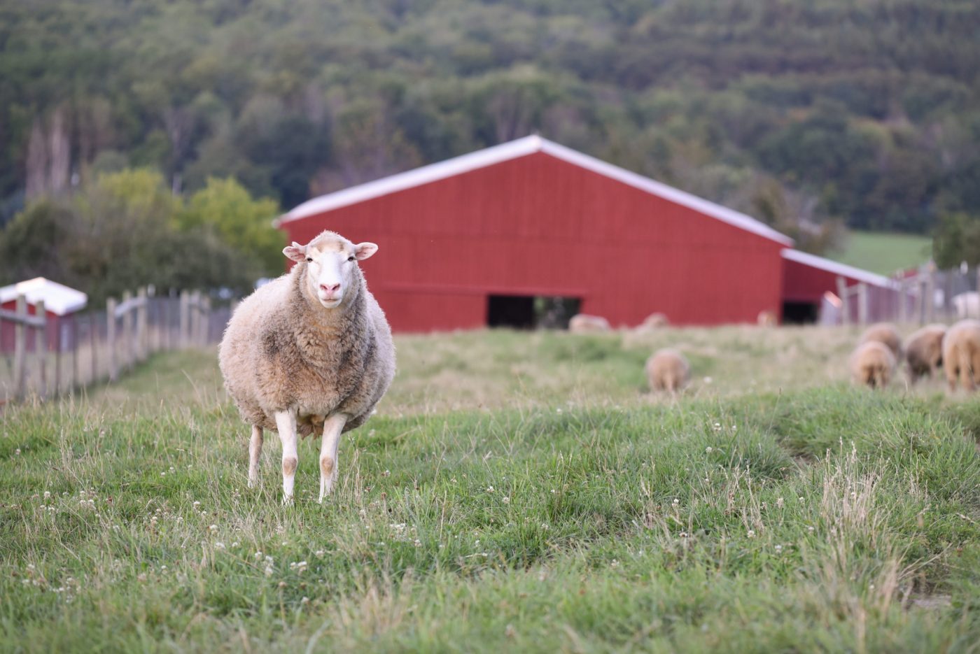 Connie sheep at Farm Sanctuary