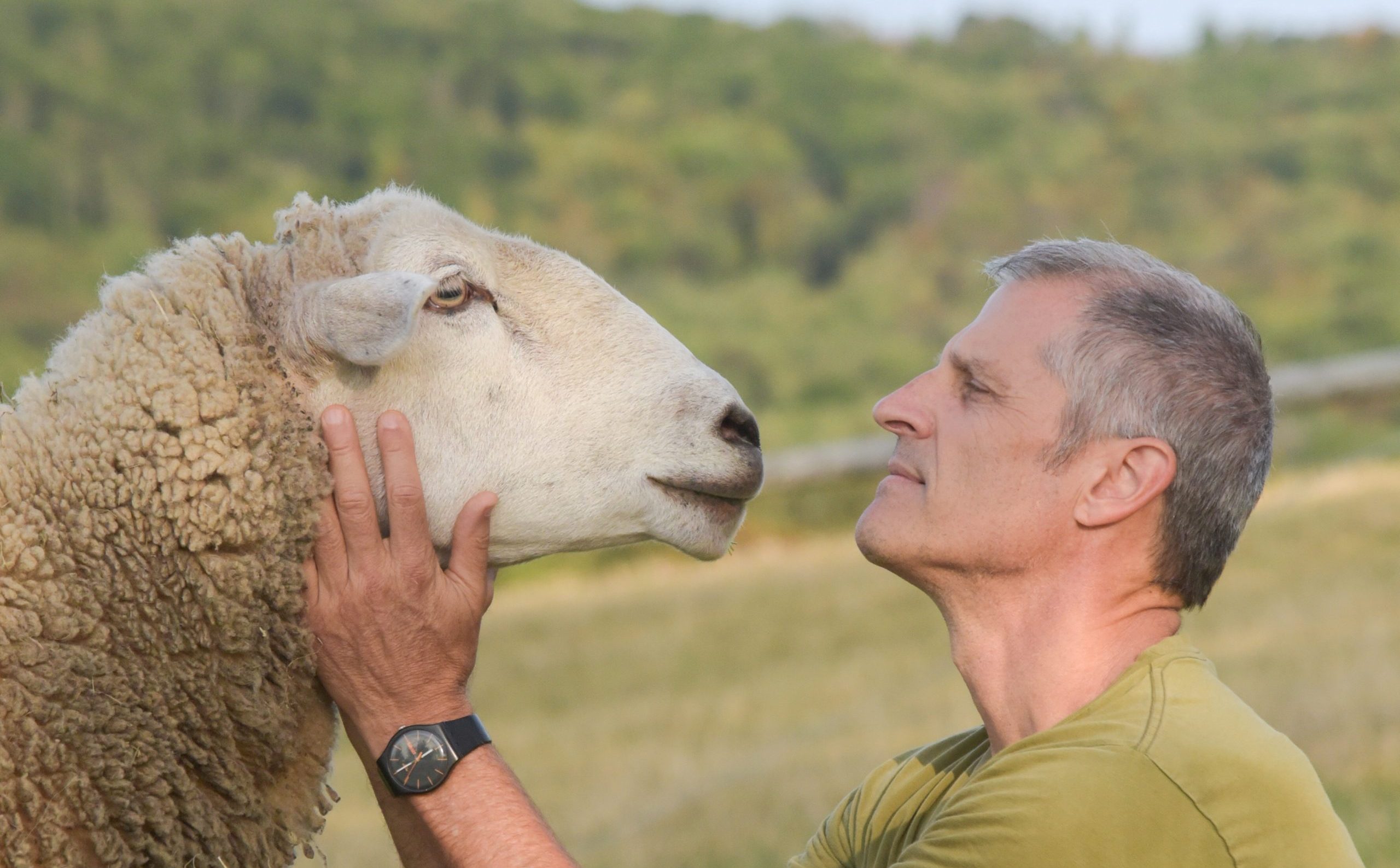 Gene Baur with Francis sheep