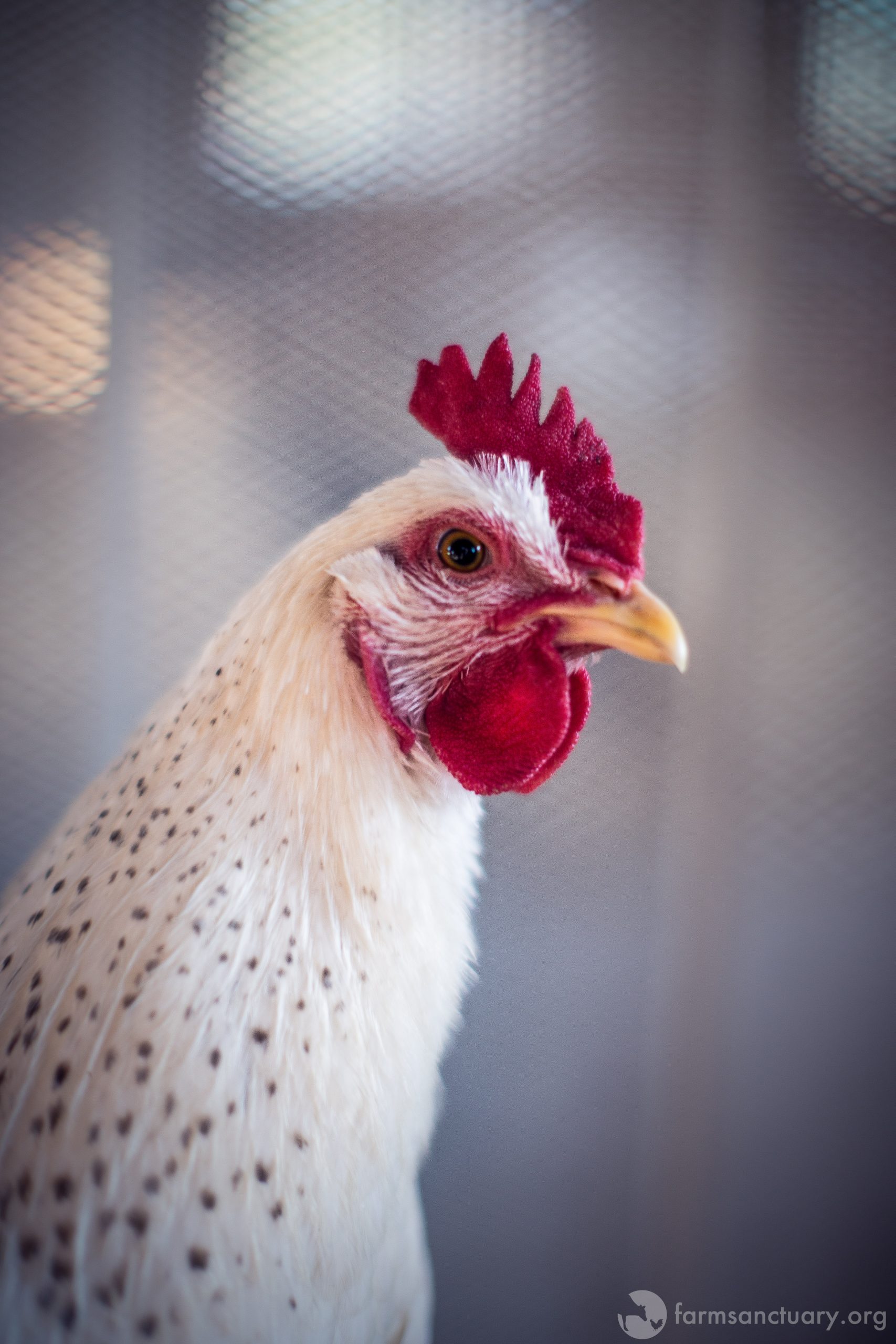 Vertical explainer photo 1 - Glinda chicken at Farm Sanctuary