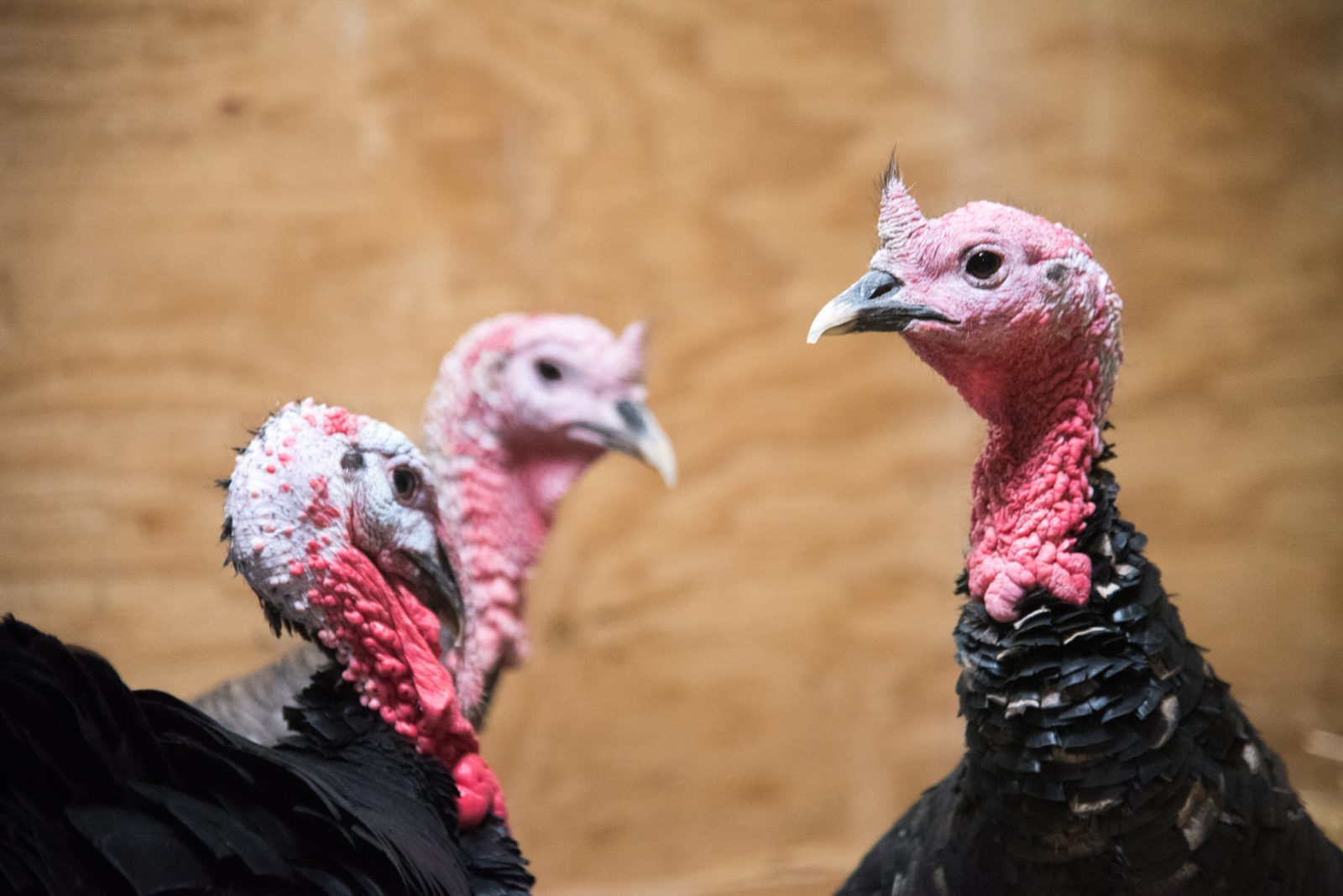Turkeys at Farm Sanctuary